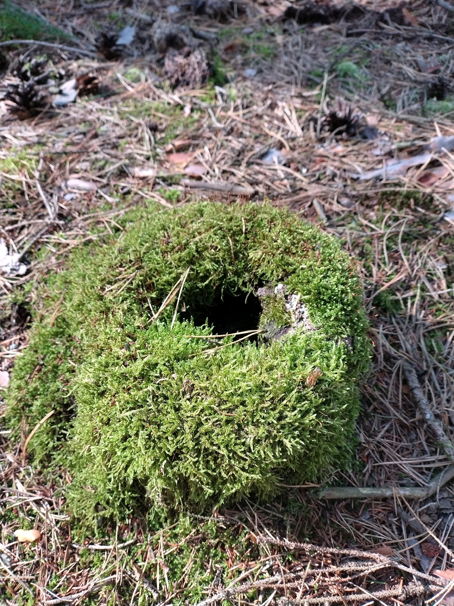 A close-up, eye-level shot depicts a moss-covered mound with a dark, circular opening in its center. The mound is situated on a forest floor composed of pine needles, twigs, and scattered pinecones. The overall color palette consists of greens from the moss, browns and grays from the forest debris, and subtle hints of sunlight filtering through. The scene is static, with no visible movement or human presence. The location is identified as Drhovle, Czechia, suggesting a natural, outdoor environment.