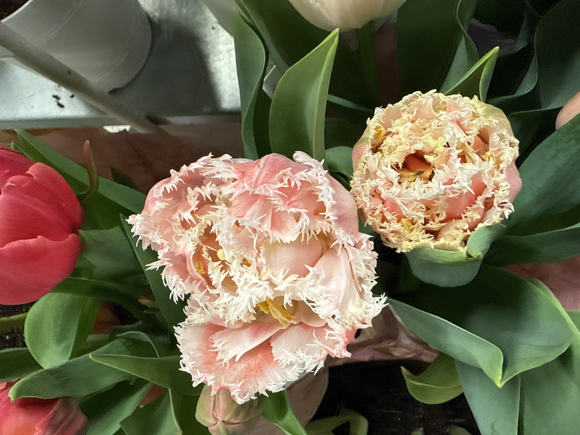 A close-up, high-angle shot captures a vibrant arrangement of tulips, primarily featuring two prominent fringed varieties. The central flower is a delicate light pink fringed tulip, its petals intricately ruffled with white edges, creating a soft, textured appearance. To its right, another fringed tulip displays similar ruffled petals in shades of light yellow and cream. On the far left, a portion of a closed red tulip bud is visible, adding a contrasting splash of solid color.
The tulips are surrounded by lush, dark green leaves, some showing elegant curves and folds. The background is somewhat blurred and indistinct, suggesting an indoor setting. In the upper left corner, a light grey, possibly metallic or plastic, cylindrical object is partially visible, hinting at shelving or a container. The overall scene is static, depicting the natural beauty of the flowers. There are no people visible, nor any specific activity taking place other than the display of the blooms. No visible text is present. The scene is set indoors, within the context of Hollywood, United States of America.