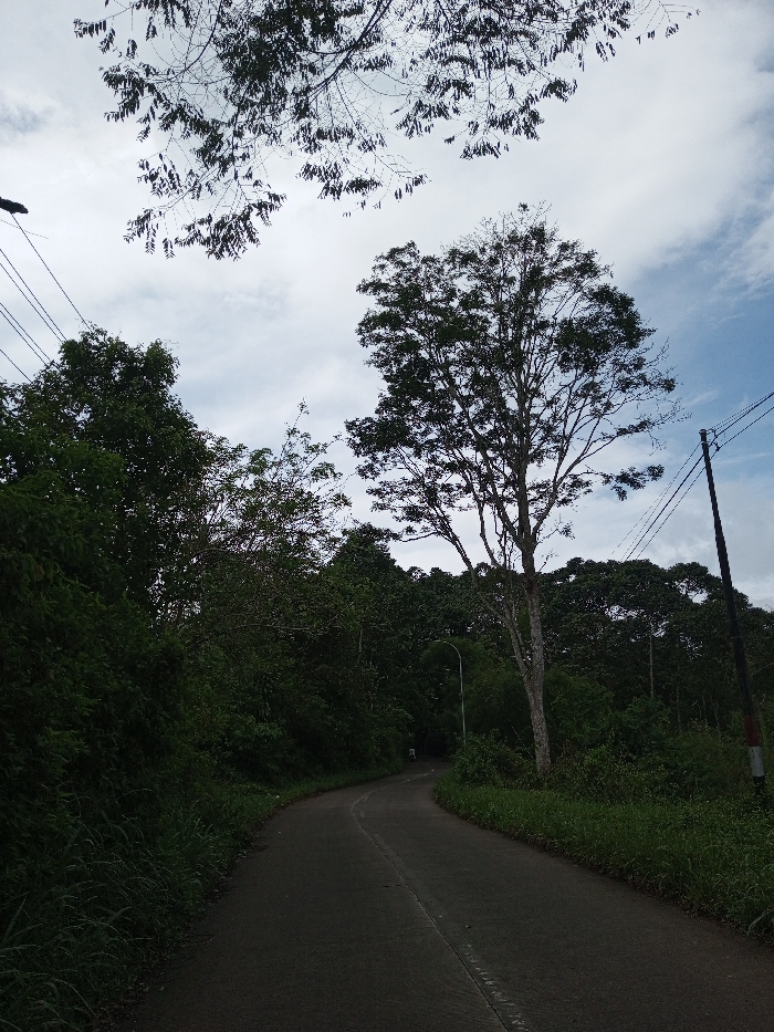 This image depicts a two-lane asphalt road curving to the left through a densely vegetated, possibly rural or semi-rural area, assumed to be in Ariyalai, Sri Lanka. The sky above is partly cloudy with patches of blue. Overhanging dark tree branches are silhouetted against the sky in the upper frame.
The road surface is dark asphalt with a faded white dashed center line and a solid white line marking the right edge in the foreground. Lush green vegetation, including tall trees and dense undergrowth, lines both sides of the road. A tall, light-barked tree with green foliage stands prominently on the right side of the road, extending towards the upper right.
Utility infrastructure is present: power lines span across the upper left portion of the image, connected to a dark utility pole on the far right. A street light fixture on a pole is visible on the left side of the road, further down the curve.
In the distance, at the bend of the road, a small, light-colored figure appears to be operating a scooter or motorcycle, traveling away from the viewer. The individual and vehicle details are indistinct due to distance. No other people or significant objects are discernible. The overall environment suggests a natural, forested setting with minimal urban development visible.