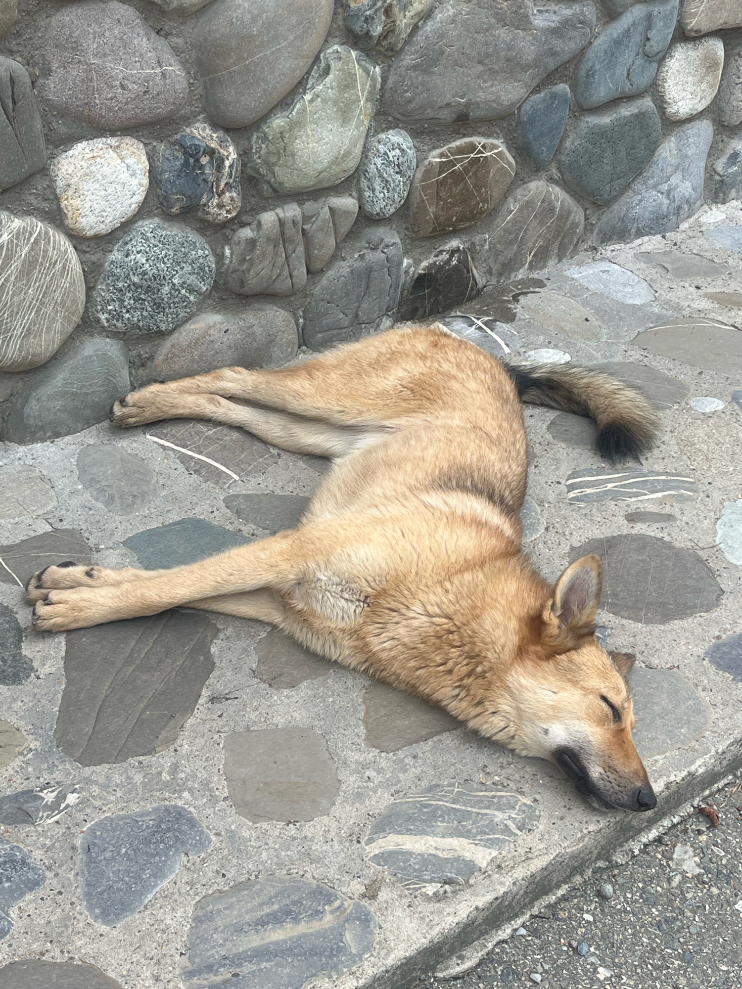 A medium-sized dog with light brown fur sleeps on a paved walkway constructed from large, irregularly shaped stones. The dog is lying on its side with its legs extended and its eyes closed. The background consists of a stone wall made of similarly sized stones. The scene appears to be in the city of Solokh-Aul, Russia.