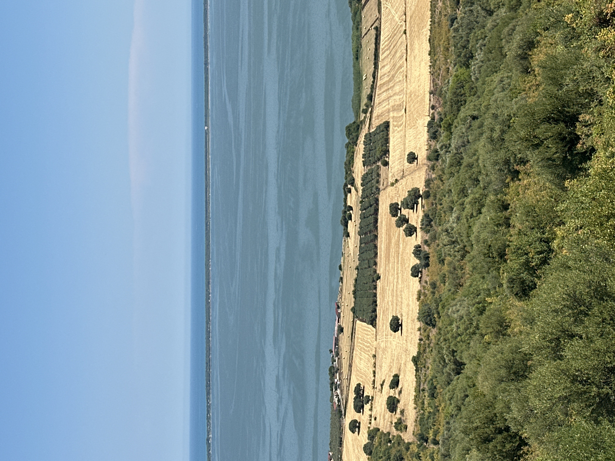 The image depicts a coastal landscape in Cagnano Varano, Italy, on a clear, sunny day. The foreground is dominated by a dense expanse of green trees, likely olive groves given the region. Beyond this lush greenery, a series of cultivated fields, primarily golden brown from harvested crops, stretch towards a cluster of buildings that appear to be farmhouses or residences. These fields are interspersed with rows of darker green trees, possibly more olive trees or vineyards. A body of calm, blue-green water, likely the Adriatic Sea or a lagoon, occupies the midground, bordered by a narrow strip of land covered in vegetation. The horizon is marked by a thin line of land and a clear, pale blue sky. The scene is tranquil and rural, showcasing agricultural land meeting the coastline under a bright sky.