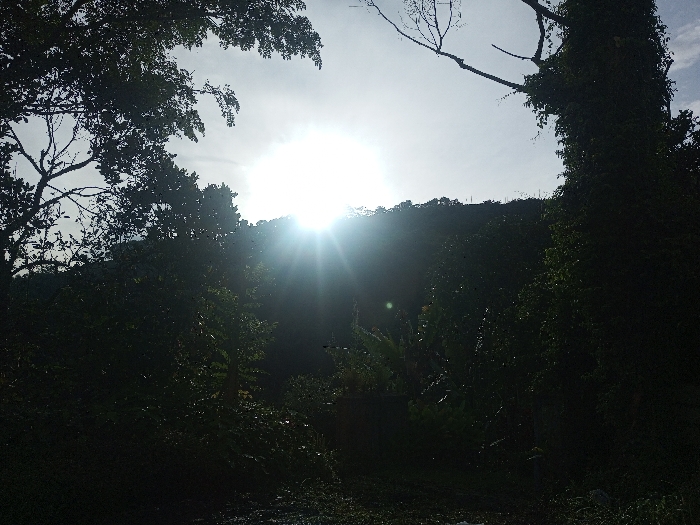This image captures a heavily back-lit natural landscape, likely depicting a forested area in Yusipang, Bhutan. The prominent subject is the sun, positioned centrally and low on the horizon, creating an intense glare and lens flare that dominates the upper middle of the frame. Its low position strongly suggests either a sunrise or sunset.
The scene is composed primarily of dense vegetation, rendered mostly in silhouette against the bright sky. In the foreground and midground, numerous trees with full canopies and some bare branches are visible on both sides, framing the bright sun. On the right, a large tree trunk appears to be heavily covered in vines, adding to the lush, wild character of the environment. The ground level is also covered in dark, shadowy foliage and undergrowth.
In the background, a ridge of hills or mountains, also covered in trees, stretches across the horizon line, silhouetted against the bright, possibly hazy, sky. There are no people or man-made structures clearly visible in the image, emphasizing the untouched natural beauty. The bright sun and strong shadows indicate clear weather, though the diffused light around the sun suggests some atmospheric haze. The overall mood is one of natural grandeur and tranquility. No visible text is present in the image.