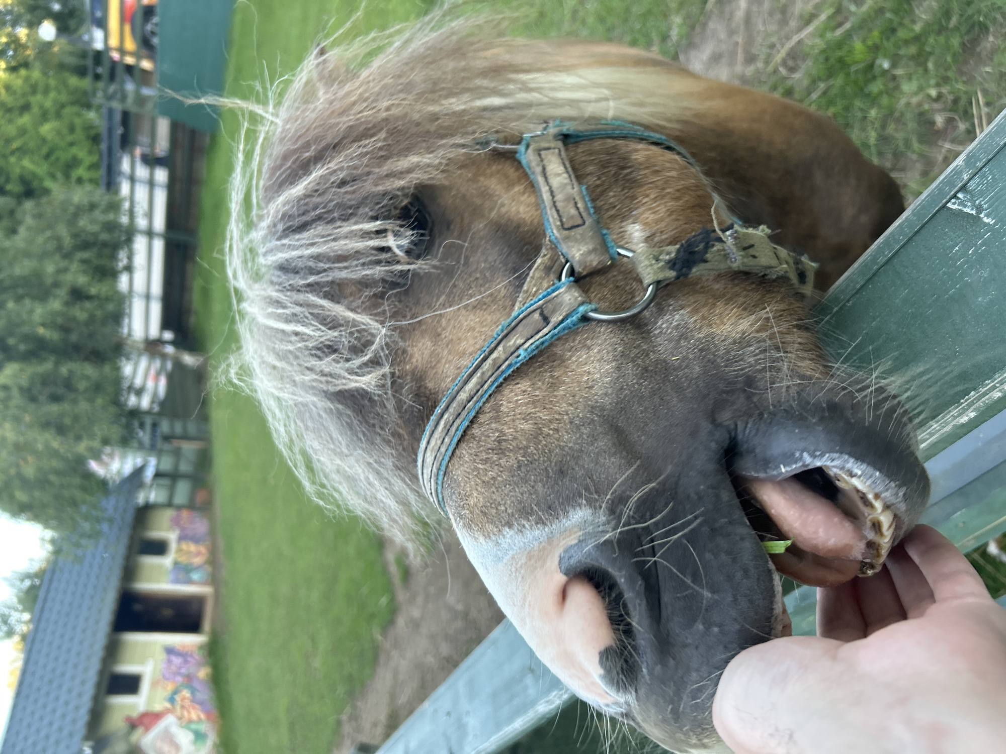 A close-up, eye-level, outdoor shot captures a light brown pony with a shaggy mane being fed a green leafy vegetable by a person's hand. The pony is leaning over a weathered green wooden fence, its mouth open and tongue visible as it takes the food. The pony wears a worn halter with blue and tan accents. In the background, out of focus, are a small, light green building with colorful murals on its side, green grass, trees, and what appears to be a fence with vehicles behind it. The overall scene suggests a rural or farm setting, possibly a petting zoo or stable, located in the vicinity of Romashkovo, Russia.