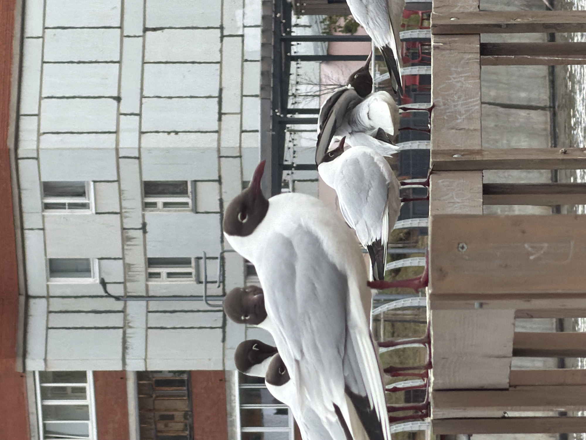 The image, captured in Votkinsk, Russia, shows a close-up of several Black-headed Gulls (Chroicocephalus ridibundus) on a sunny day. The gulls are the main subjects, distinguished by their dark brown heads, white bodies, and reddish bills and feet. They are perched on a wooden structure, likely part of a balcony or railing, which features visible nails and slat patterns. Some gulls are looking towards the top of the frame, while others have their heads turned or lowered. One prominent gull in the foreground has its neck extended upwards.
In the background, an urban environment is visible, dominated by a multi-story building with a light grey, paneled facade. The building has numerous rectangular windows with white frames, and its exterior exhibits a modular, grid-like design with visible grout lines between the panels. Further in the background, glimpses of other buildings and bare trees suggest a city or town setting during a season without foliage, possibly winter or early spring. The lighting is bright and natural, indicating daylight with clear weather. There are no human subjects visible in the frame. Faint, illegible markings or text are present on some of the wooden surfaces.