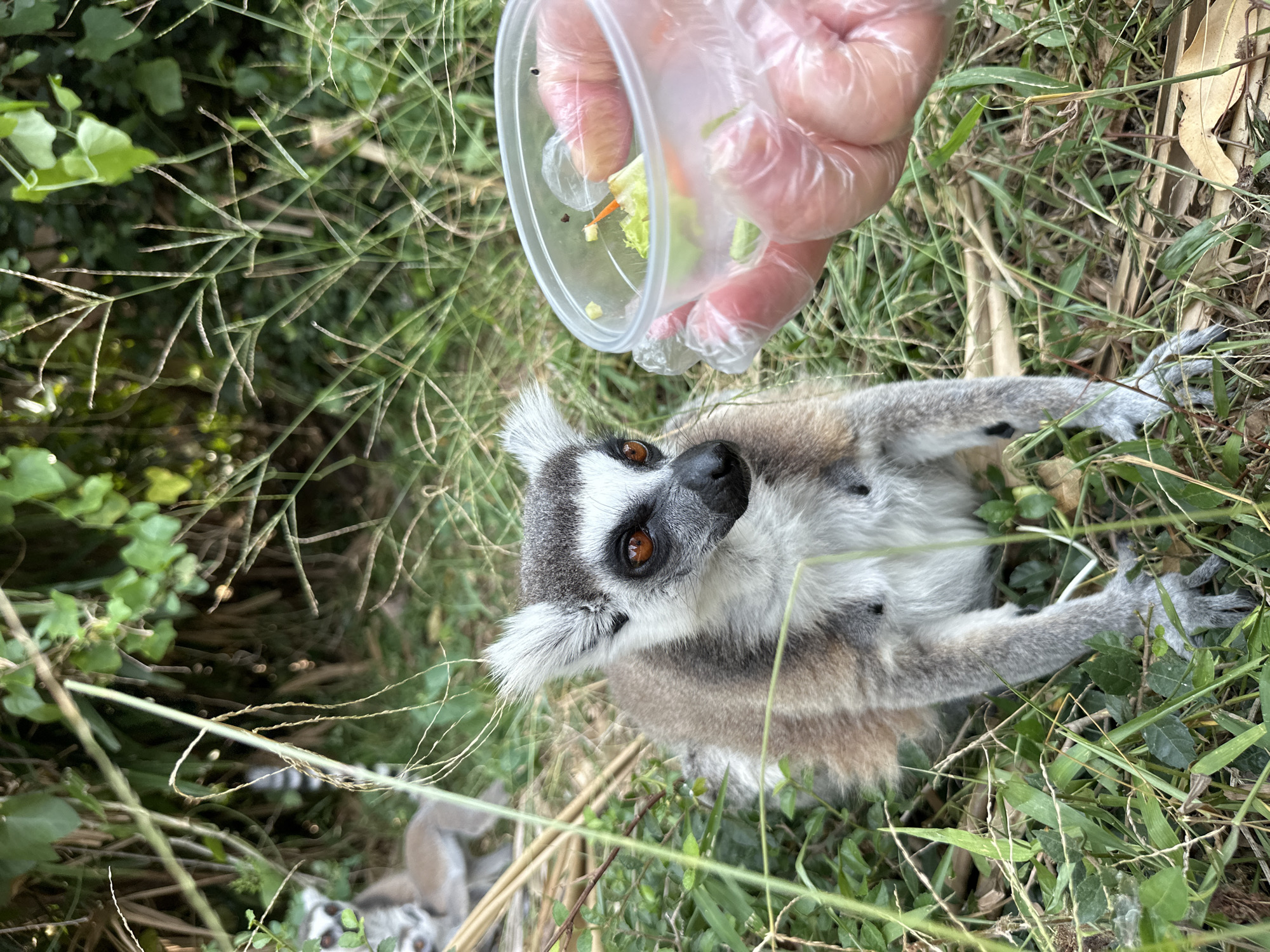 A ring-tailed lemur is positioned in a grassy area in what appears to be Bang Phra Subdistrict, Thailand. A person, wearing a clear plastic glove, holds a clear plastic container of vegetables over the lemur. The lemur is looking up at the container. Another lemur is partially visible in the background. The scene is outdoors, amidst lush greenery and grass.