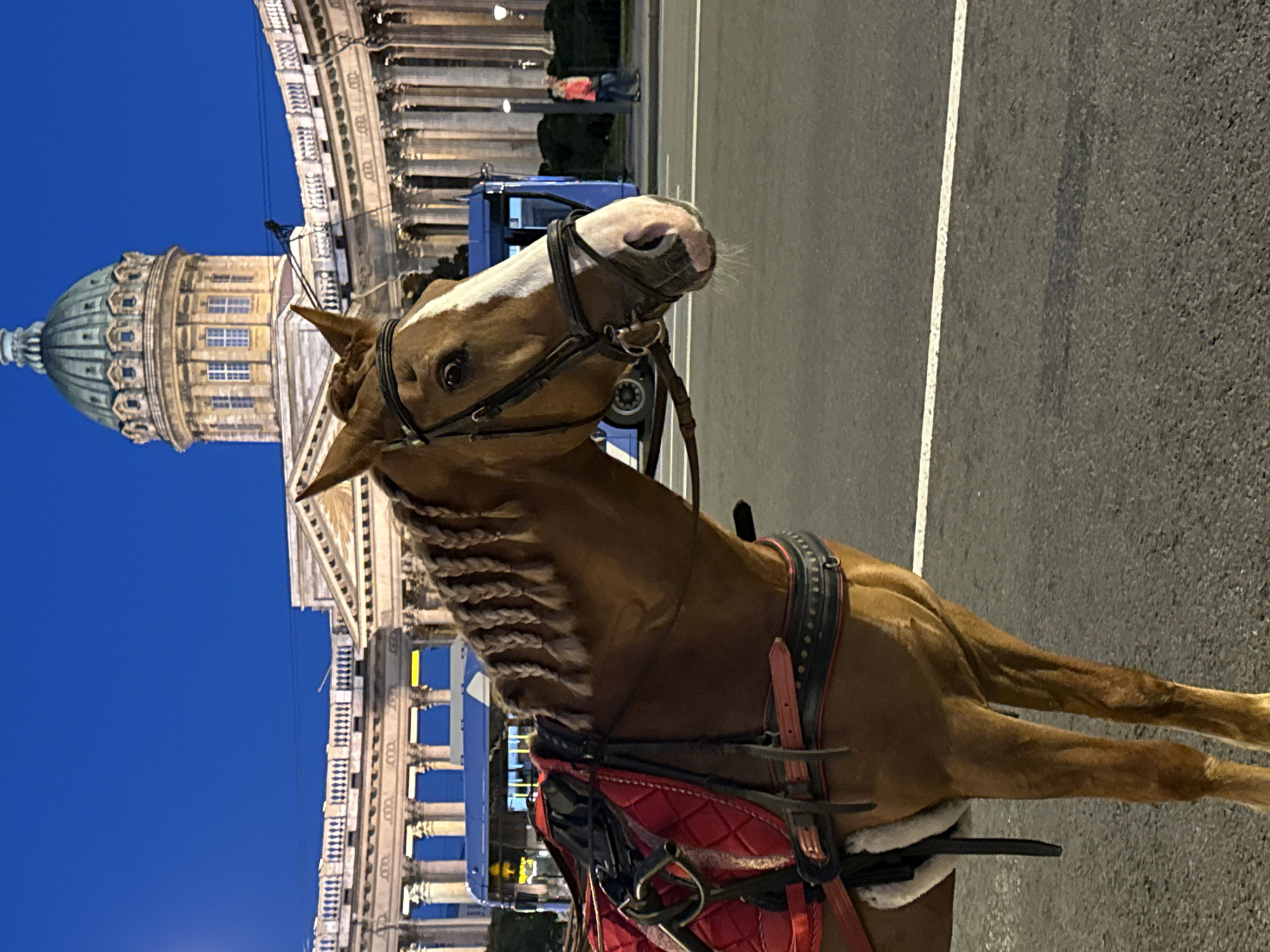 A horse, adorned with a red saddle and ornate harness, stands on a paved road at twilight. The horse's mane is styled in intricate braids, and it wears a bridle with a white blaze on its face. In the background, a grand, classical building with a prominent dome and columns is illuminated against a deep blue sky. The architecture suggests a significant historical or religious site, consistent with the context of Saint Petersburg, Russia. A blue bus is partially visible behind the horse, along with a few indistinct figures in the distance, suggesting a public area. The lighting indicates it is evening or night, with artificial lights from the building and potentially streetlights illuminating the scene. The overall atmosphere is serene, with the horse appearing calm and the grand setting evoking a sense of historical significance. There is no visible text in the image.