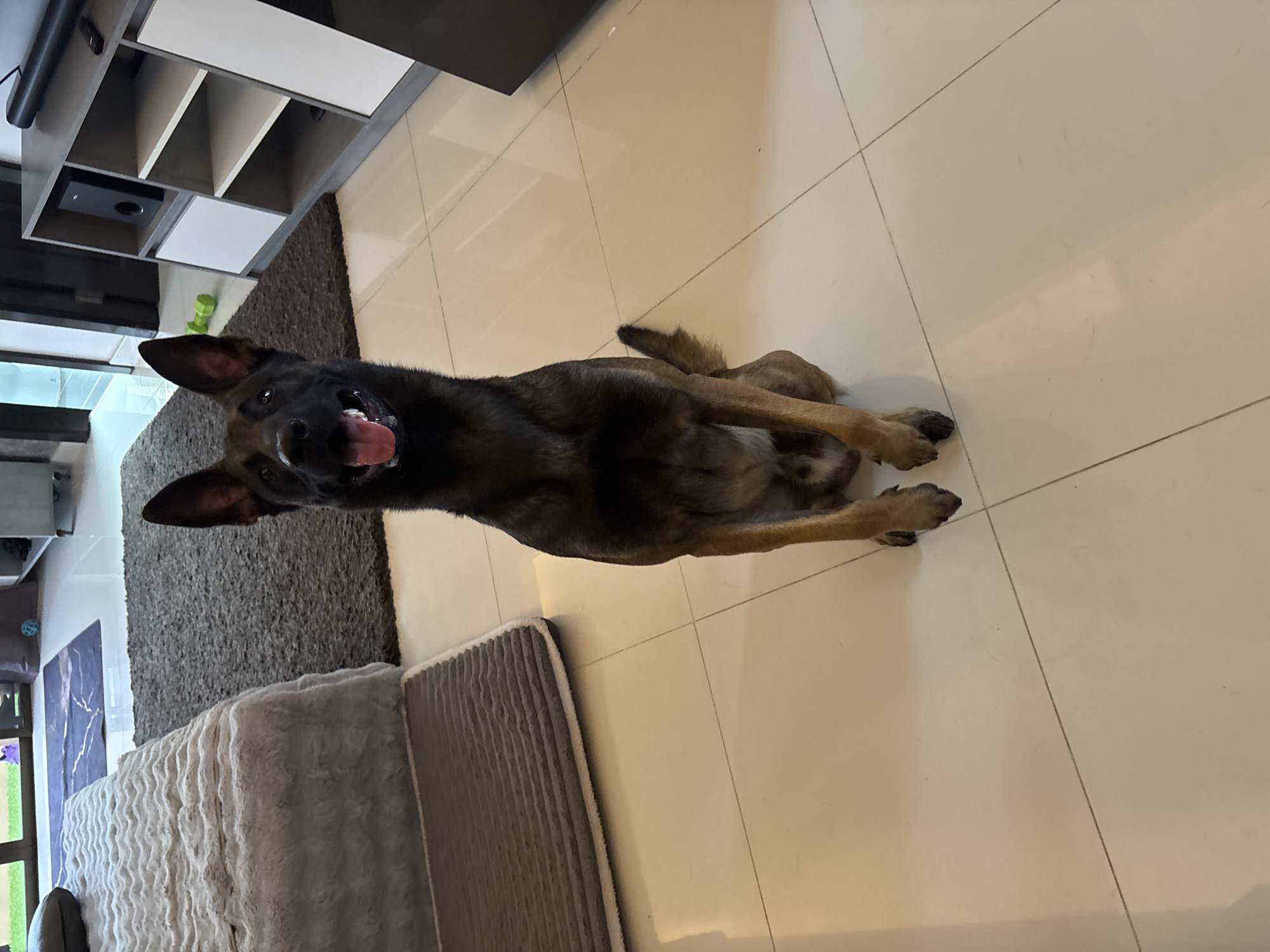 A medium-sized dark-furred dog is lying on its back on a light-colored tiled floor. The dog has its mouth open, revealing its tongue and teeth. A gray rug is partially visible to the left of the dog, with the edge of a gray sofa next to the rug. A dark, modular entertainment center is visible in the upper left corner. The scene appears to be inside a home. The location is มาบฟักทอง, Thailand.