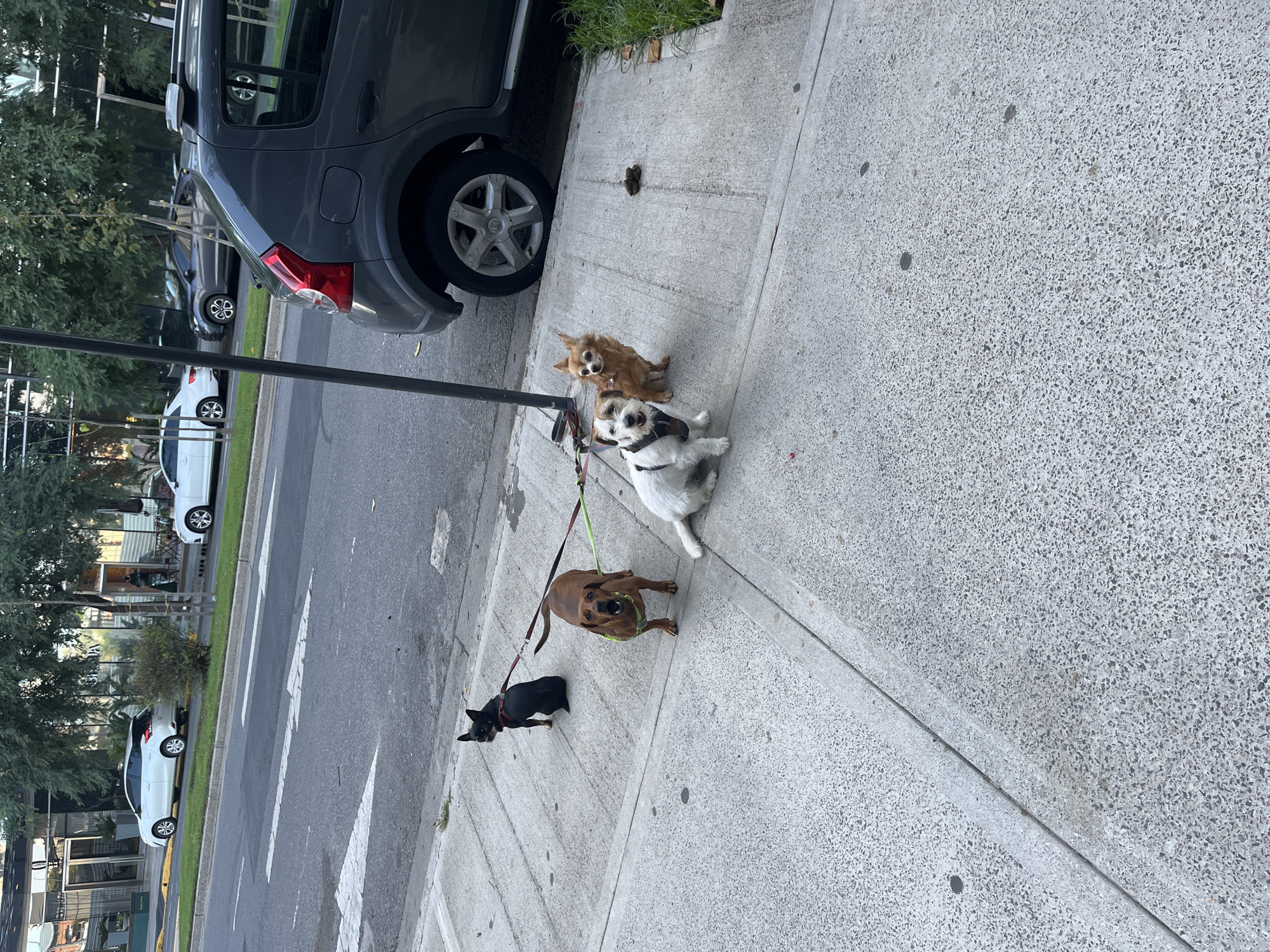 The image captures a scene on a sidewalk alongside a street. There are four dogs of varying breeds and sizes, each on a leash, occupying the sidewalk area near a parked grey car. The presence of dog feces is noted near the vehicle. The sidewalk is made of concrete with a speckled texture. The street is visible, featuring parked cars and crosswalk markings. The background suggests an urban setting, with trees and building structures visible across the street. The location is Buenos Aires, Argentina.