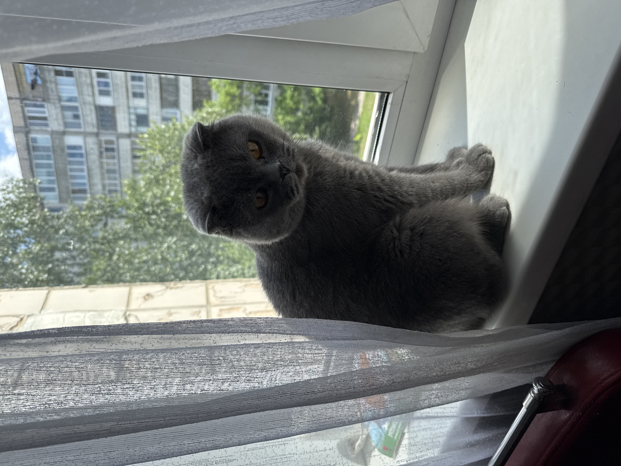 A grey Scottish Fold cat with yellow eyes sits on a white windowsill in front of a window. The cat is looking at the camera. Through the window, a green tree and a multi-story apartment building are visible. Sheer grey curtains are on the left side of the window, and sheer white curtains are on the right. A portion of a red armchair is visible in the lower left corner of the image. This image was taken in the city of Stary Oskol, Russia.