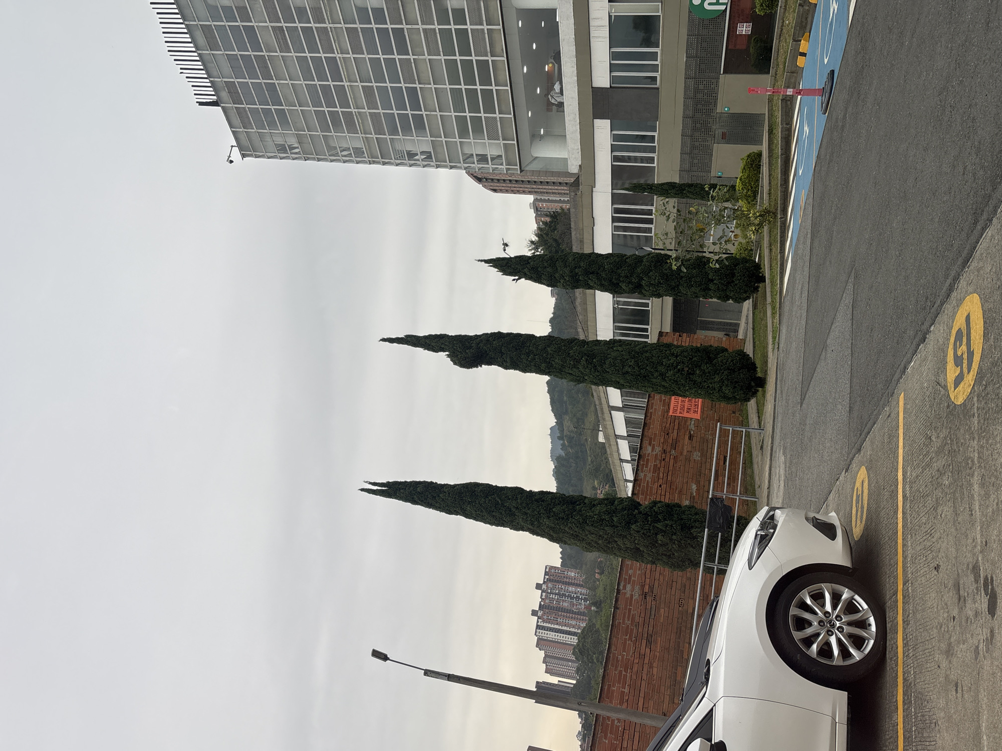 The image shows a street scene in Bello, Colombia. A white car is parked on the right side of the frame, aligned within a designated parking space marked by a yellow line and number "15". Behind the car, a low brick wall is visible, beyond which are tall apartment buildings in the distance. Three tall, thin, conical evergreen trees stand in a line, interspersed with shorter, rounder trees and bushes, situated between the parking area and the brick wall. A modern, multi-story building with a grid-like facade occupies the upper portion of the frame. The sky is overcast and the overall lighting appears muted. A light post is also visible to the left of the trees.
