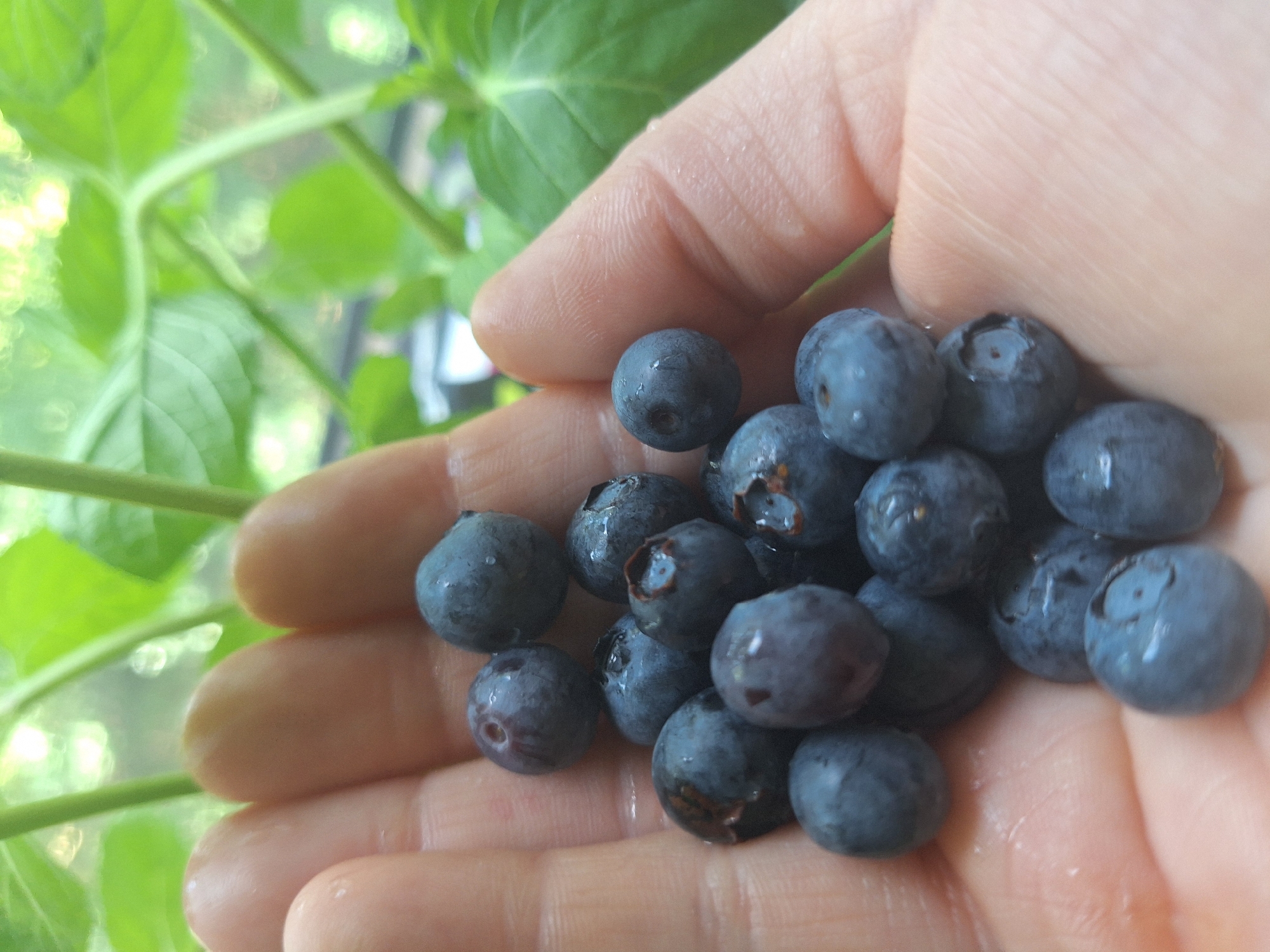 A close-up, eye-level shot shows a person's open palm filled with a cluster of fresh blueberries. The hand is a light skin tone, and the fingers are slightly curled, cupping the berries. The blueberries are deep blue and plump, with a slight sheen, suggesting they are wet. Some of the berries have small imperfections or indentations. The background is softly blurred, showing green foliage with bright highlights, indicating an outdoor setting with natural light filtering through leaves. The scene is static and peaceful. The image does not contain enough information to determine the location in Mińsk Mazowiecki, Poland.