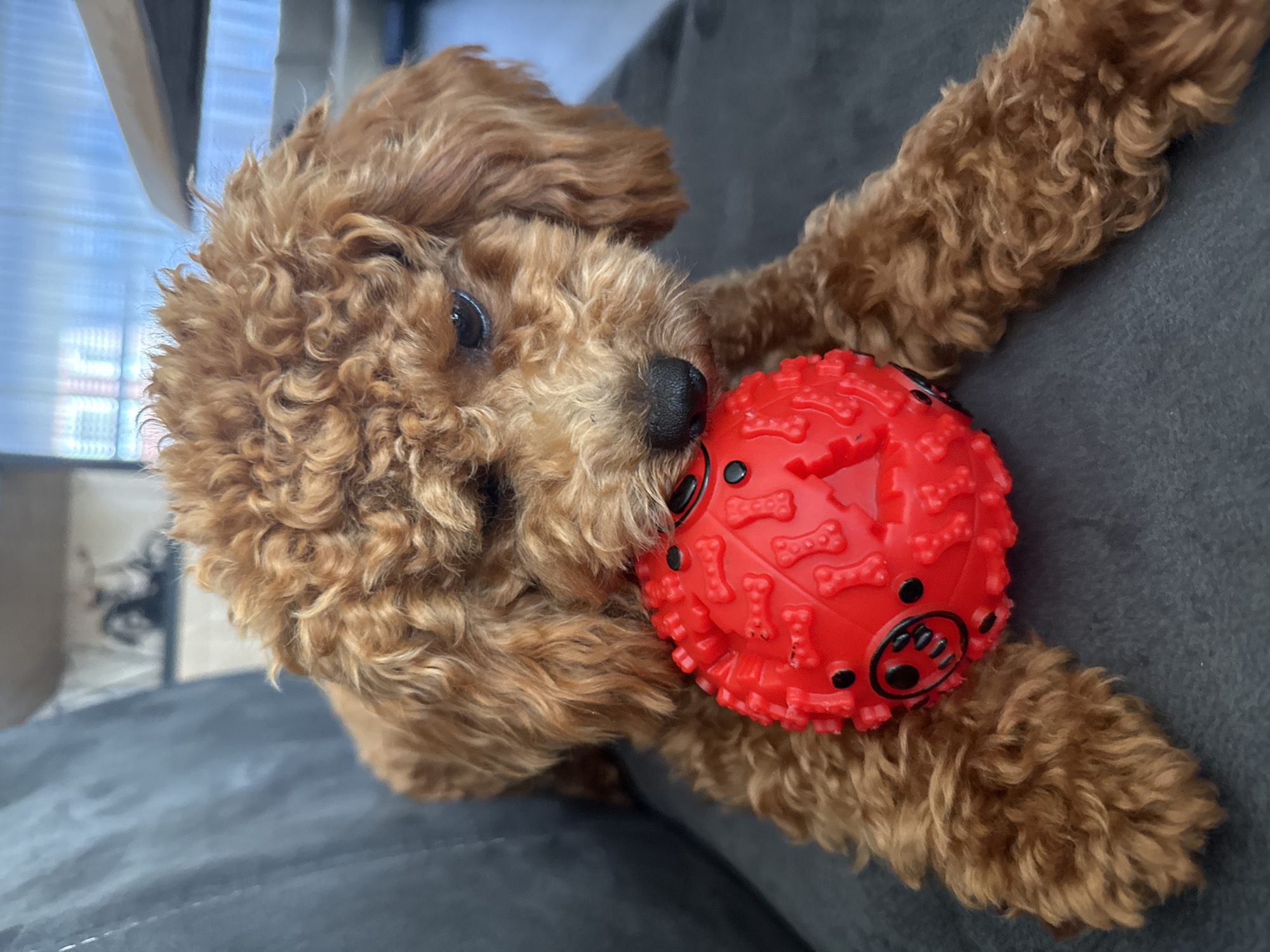 A brown toy poodle puppy is sitting on a dark gray couch with a red, textured ball with black bone-shaped imprints. The puppy has curly fur and is looking down at the ball with its right eye partially closed. The background is blurred, showing part of a window with blinds and some furniture. The location is not identifiable as being in Marum, Netherlands.