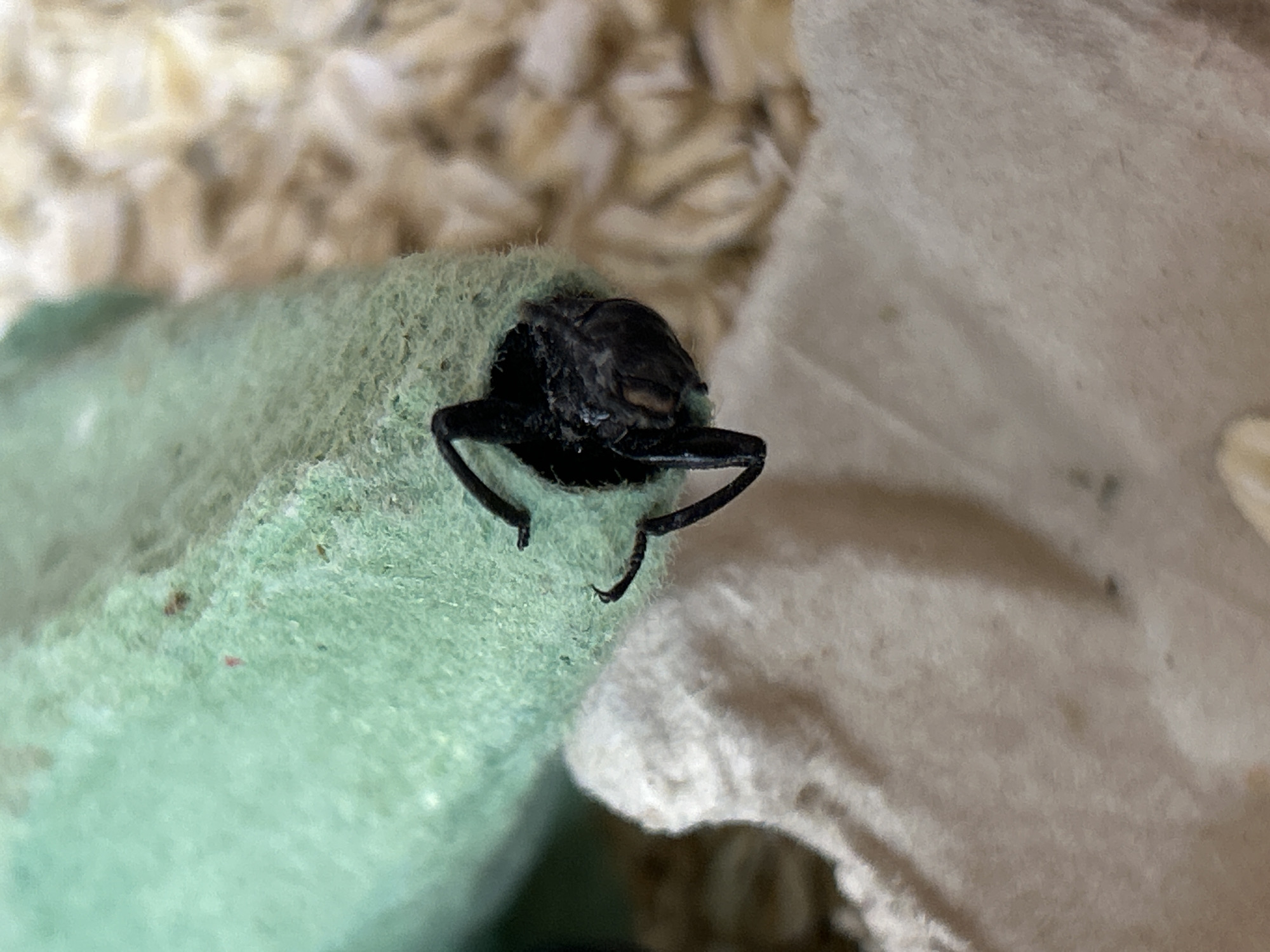 A close-up, overhead shot shows the head and front legs of a dark-colored insect emerging from a hole in a green, fuzzy object. The insect's head is dark and appears to have small eyes. Its legs are bent and appear to be grasping the edges of the hole. The green object is positioned on top of a tan, textured surface, possibly bedding material. The background is blurred, showing more of the tan material. The scene is indoors.