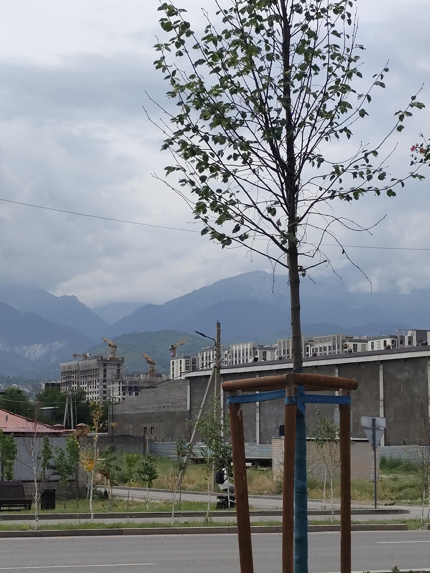The image shows a street scene in Almaty, Kazakhstan, with a tree in the foreground and mountains in the background. The tree is young and has a support structure around its trunk. Behind the tree, there are buildings under construction, with cranes visible. In the distance, misty mountains form the backdrop to the city. The sky is overcast. A road is visible in the foreground.