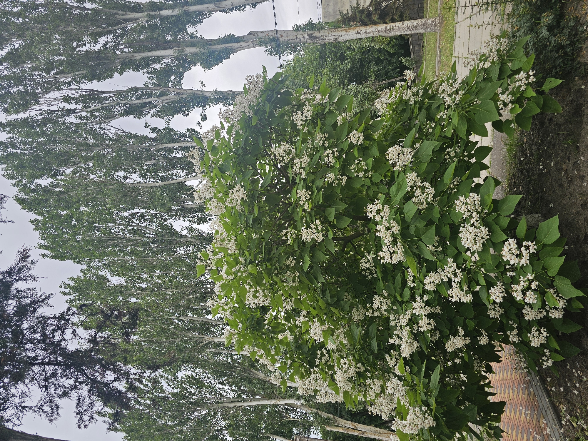 A blooming Catalpa tree stands in the foreground, its branches laden with clusters of white flowers and large green leaves. Behind it, a row of tall, slender trees with pale bark and green foliage stretches upwards, their canopy creating a textured background against a cloudy sky. To the left, a pathway paved with reddish-brown and beige tiles is partially visible, with some fallen white petals scattered on its surface. The ground around the Catalpa tree is dark earth, with some sparse green vegetation at its base. The overall setting appears to be an urban or park-like area in Skadovsk, Ukraine, characterized by its distinct trees and pathways. There are no people or animals present in the image.