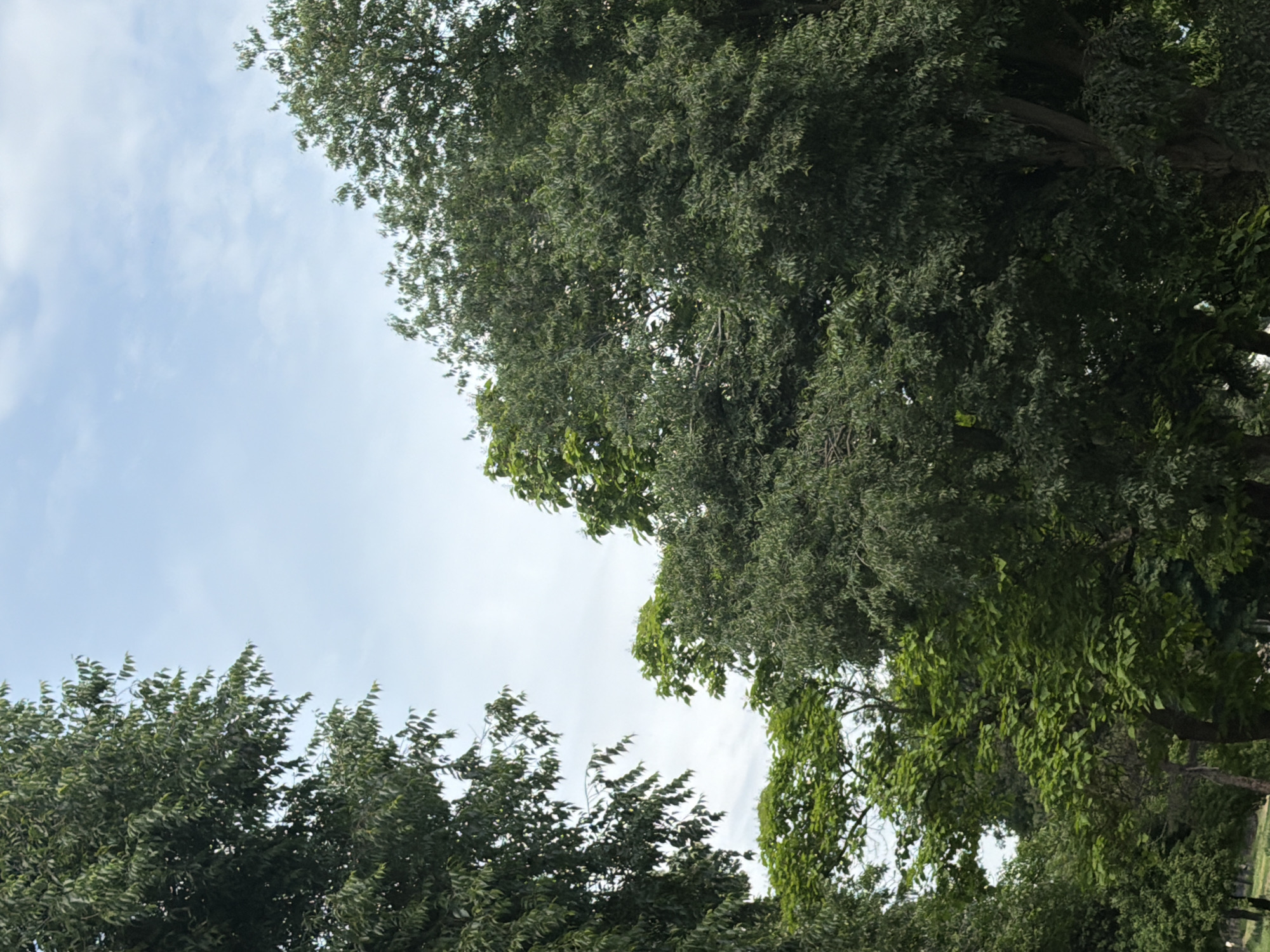 The image shows a view of trees and sky in Dolna Mitropolia, Bulgaria. The sky is partially cloudy. A variety of trees are visible, with different types of foliage and branch structures. The trees appear to be in a park or wooded area.