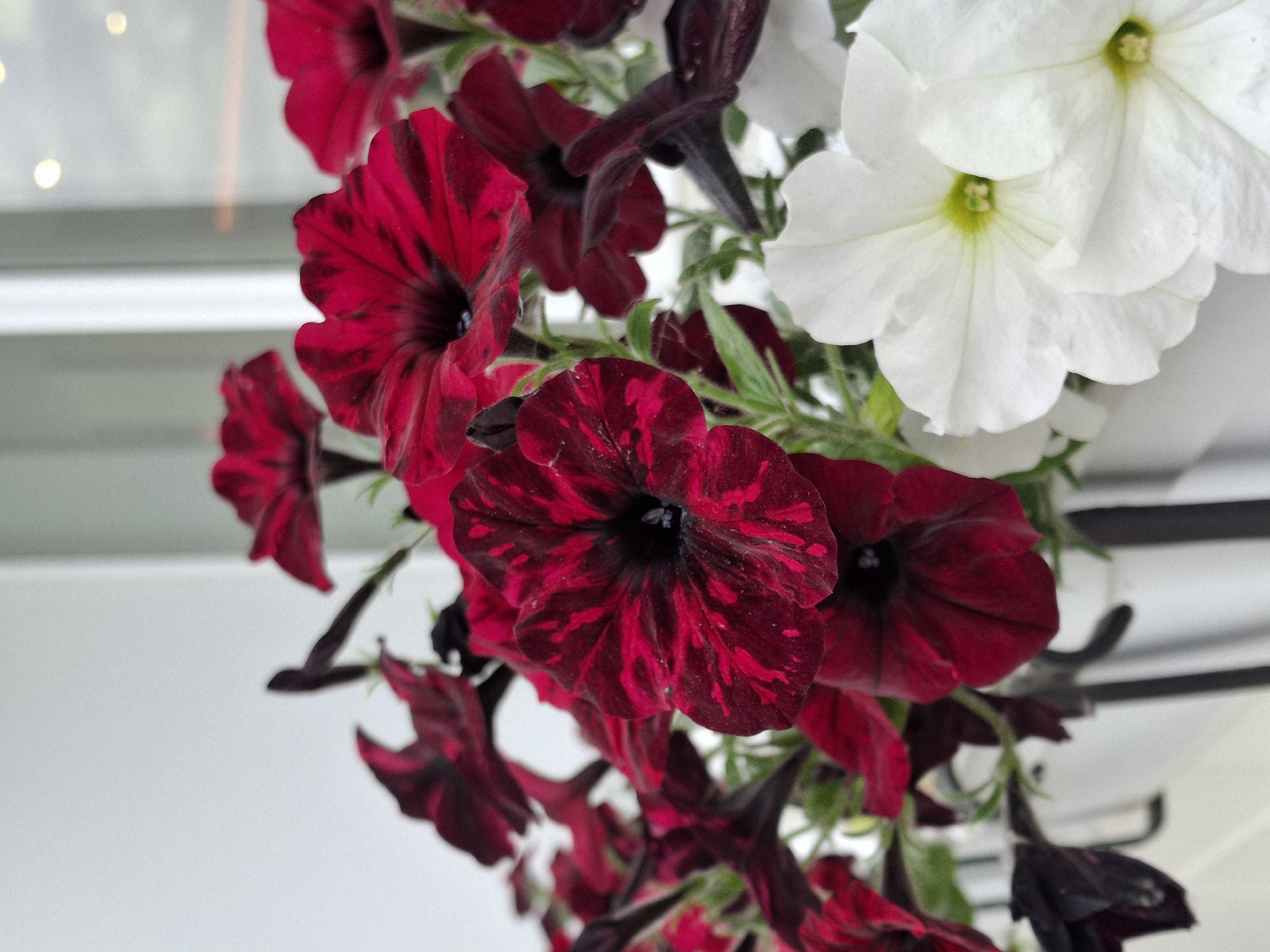 The image displays a close-up view of a flower box filled with petunias. The majority of the flowers are a deep red with darker veining, giving them a velvety appearance. Some flowers are a solid, dark red, while others have streaks and splotches of bright red against a darker background. There are also a few white petunias visible, primarily in the foreground to the right, with their pale petals gently unfurling. Green foliage is interspersed among the blooms, providing a vibrant contrast to the rich flower colors. The background is out of focus, showing a blurred white or light gray surface, possibly a wall or railing, with hints of light reflections suggesting an outdoor setting. The image was captured in Chaikovsky, Russia.