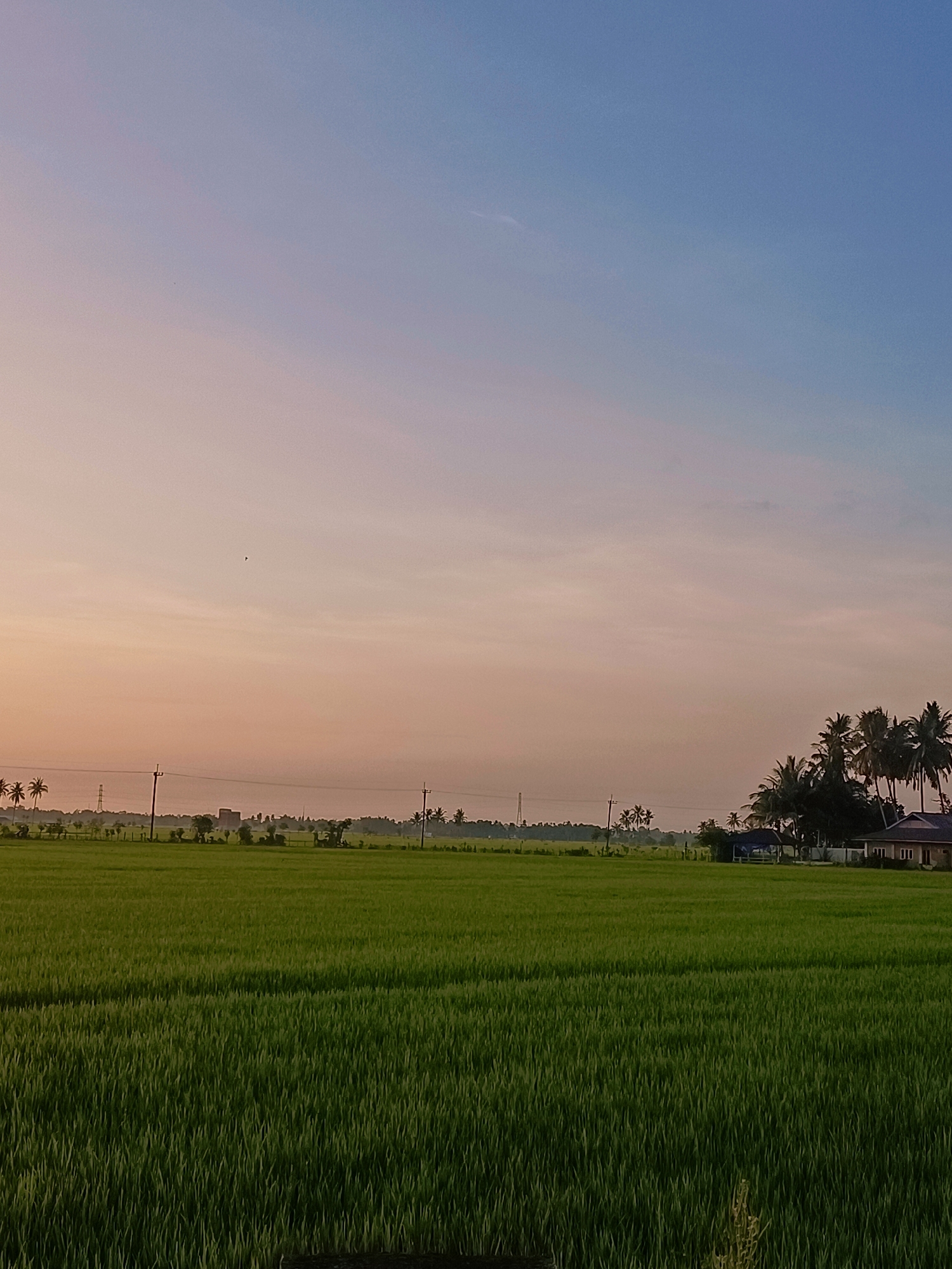 A wide shot captures a vast, green rice paddy field stretching towards a distant horizon under a gradient sky of soft peach and light blue. In the mid-ground, a row of mature coconut trees dots the landscape, interspersed with utility poles and a low-lying building with a dark roof. A smaller structure, possibly a hut or gazebo, is nestled amongst the trees. The sky is clear, with a faint contrail visible in the upper right corner, and a tiny black speck, potentially a bird, is present in the upper left quadrant of the sky. The foreground is dominated by the dense, vibrant green stalks of the rice plants, their uniformity creating a textured carpet across the lower half of the image. The lighting suggests either early morning or late afternoon, with the sun casting a soft glow over the scene. There are no people visible in the image. The location is identified as Dayah Tanoh, Indonesia.