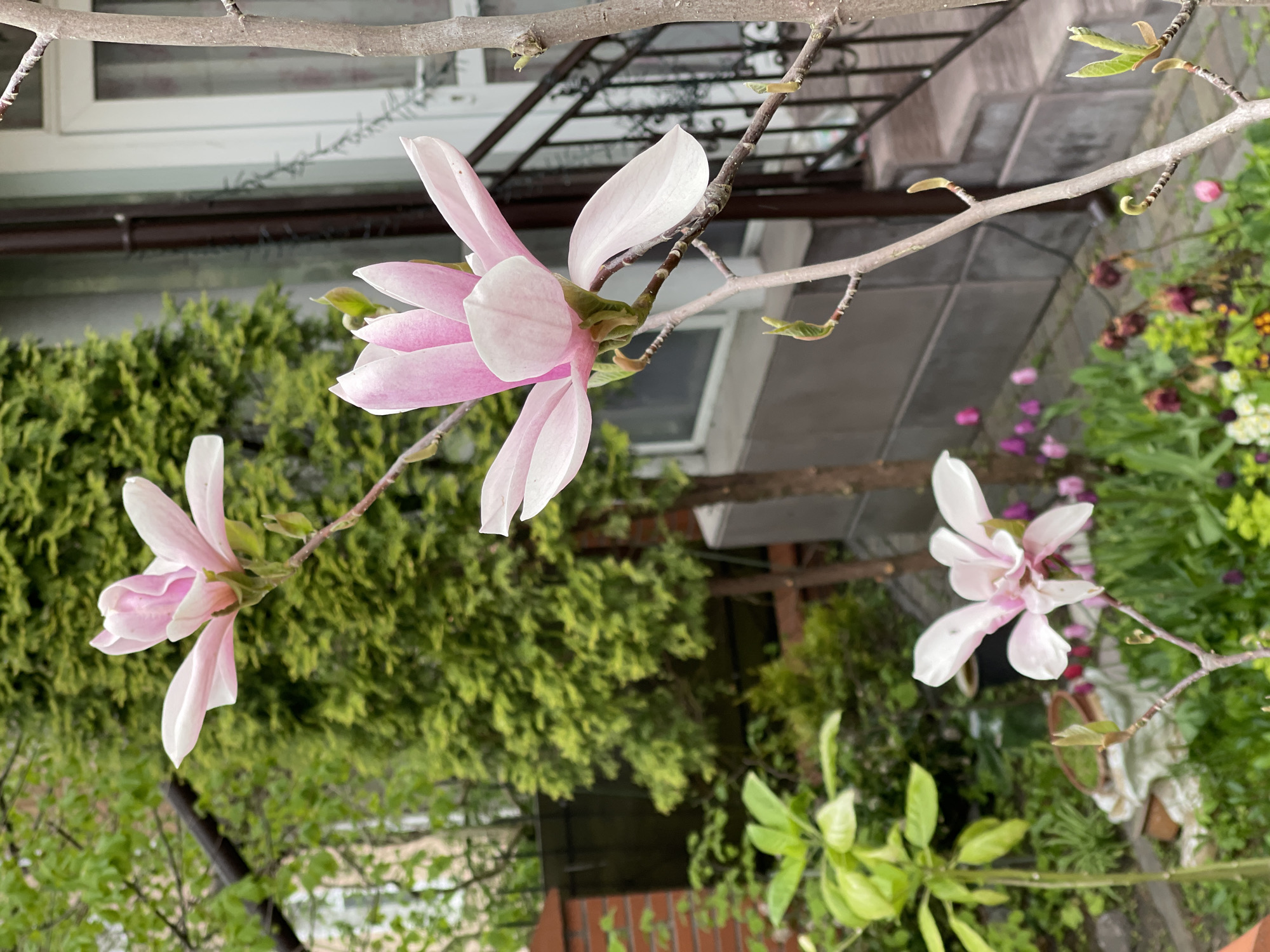 A close-up shot depicts three pink magnolia blossoms on branches against a blurred backdrop of foliage and a building. The flowers, delicate with white petals flushed with pink, are at different stages of bloom. The branches are light brown and textured. The foliage in the background is predominantly green, with hints of other flowering plants. The building visible includes a window and part of a wrought iron balcony. The scene is outdoors and appears to be taken in a garden setting. The location is Zelenogradsk, Russia.