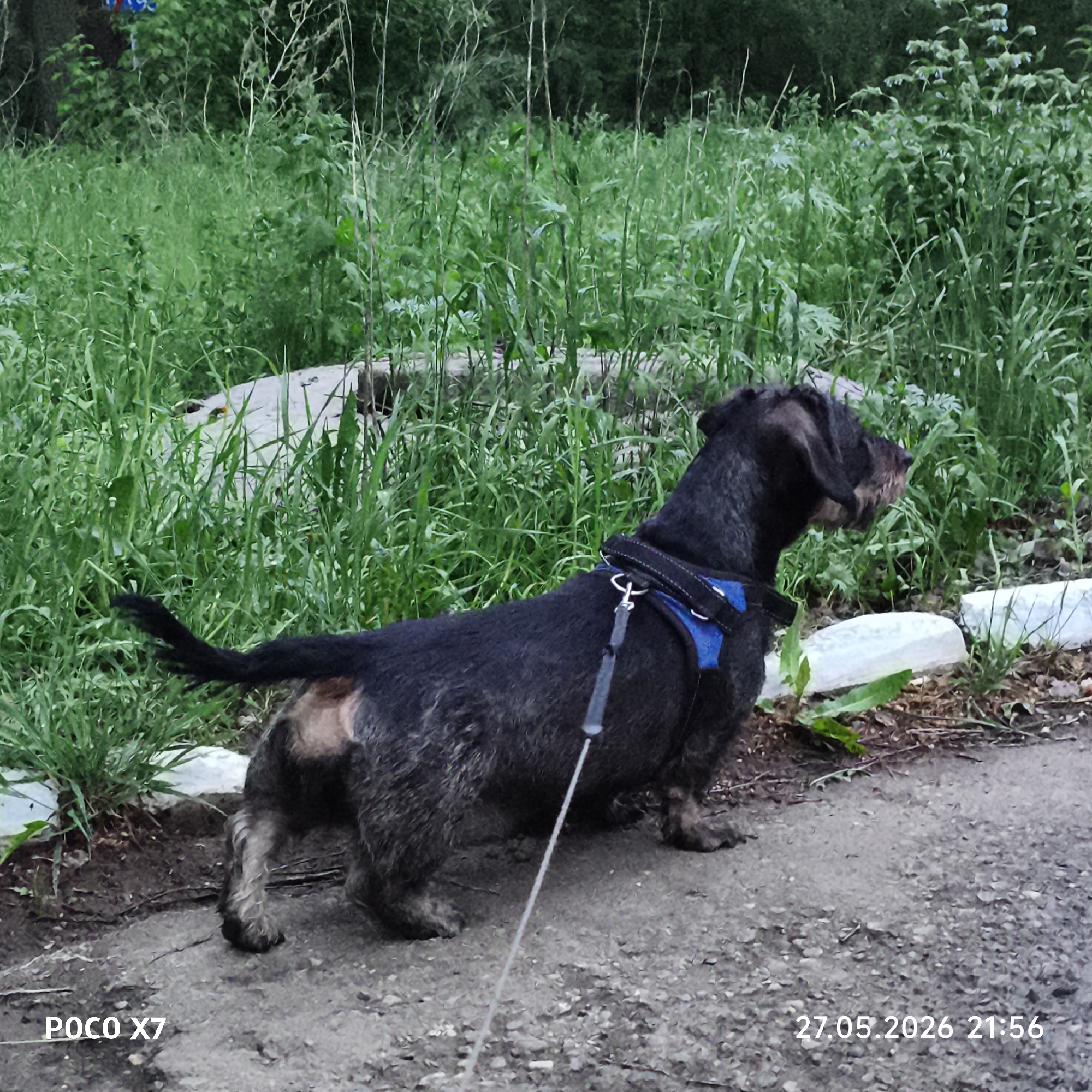 A black and tan dachshund with a blue harness stands on a paved surface next to a strip of grass and concrete. The dog is on a leash. Lush green vegetation fills the background, obscuring a concrete structure. The location is the city of Chaikovsky, Russia.
