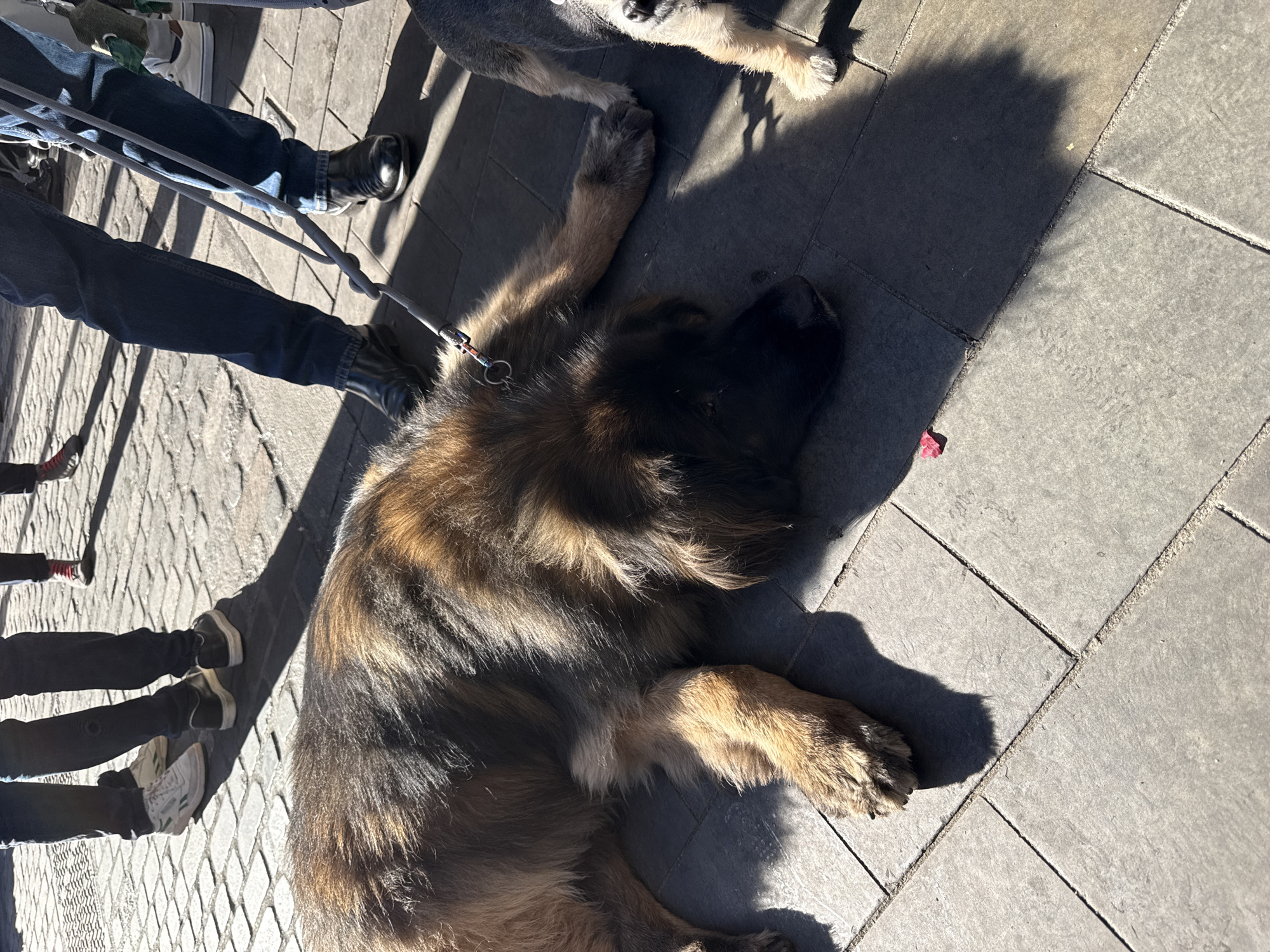 This outdoor image captures a moment of rest featuring dogs and people on a sunny day in what appears to be an urban setting. The central subject is a large, long-haired dog, possibly a Leonberger, with black, brown, and tan fur, lying stretched out and relaxed on the paved ground. A leash is attached to its collar. A second, smaller dog with lighter fur is partially visible in the upper right portion of the frame.
Several people are present, indicated by their legs and feet. One individual wears blue jeans and black boots, holding the leash connected to the large dog. Other pairs of legs are visible, including one person in dark pants and white sneakers, and another in dark attire with a hint of red on their shoe.
The ground is paved with a mix of light and dark gray rectangular stone tiles, with some areas featuring a cobblestone pattern. Strong sunlight casts prominent, elongated shadows from the people and dogs, suggesting it is mid-day or afternoon and the weather is clear and bright. A small, pink object, possibly a piece of plastic or a candy wrapper, lies on the darker paving stones near the large dog's head. The scene conveys a calm atmosphere, likely a pause during a walk or outdoor activity in a city setting like London. No text is visible in the image.