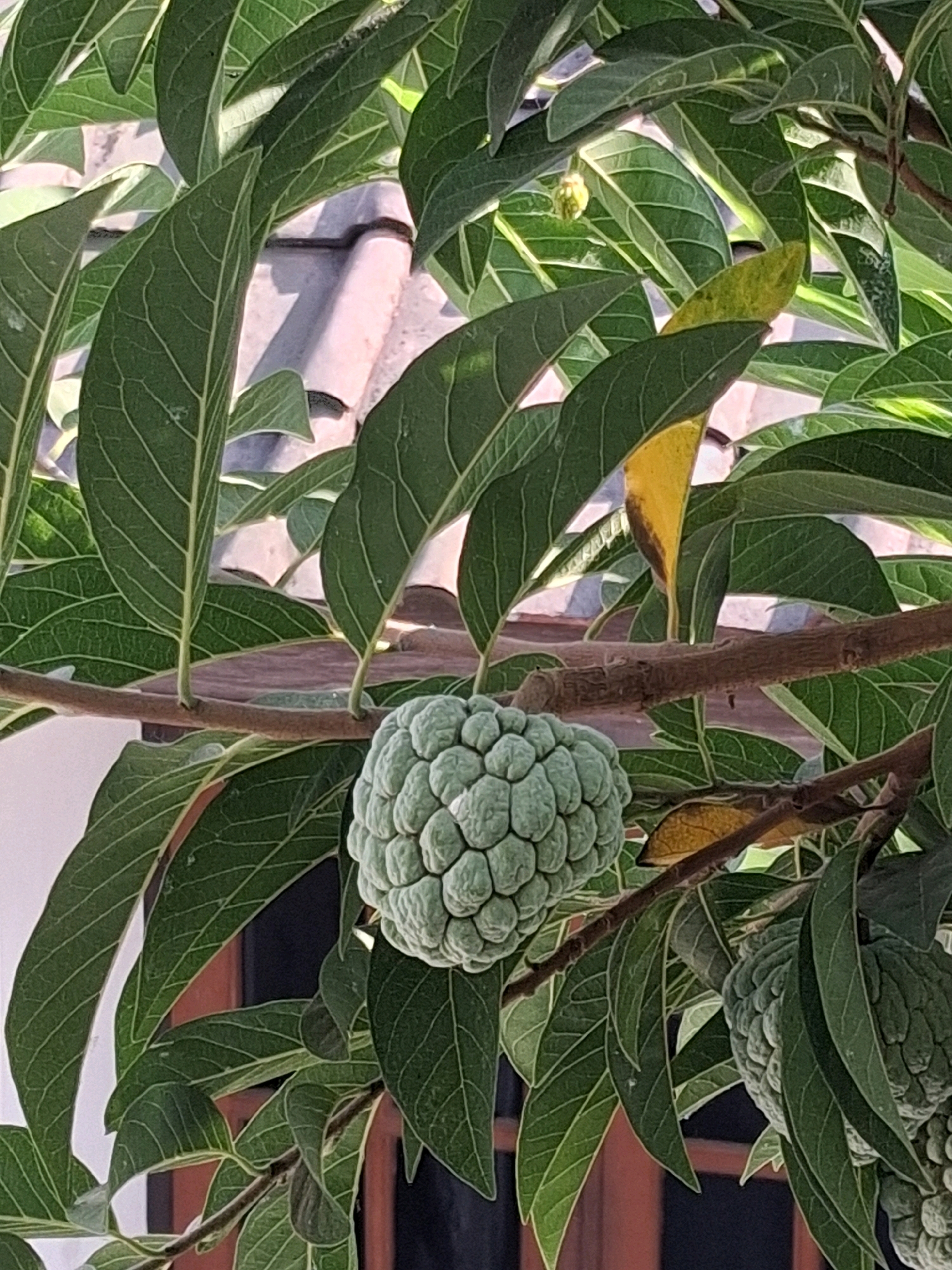 The image shows a custard apple (Annona squamosa) fruit growing on a tree, amidst its green leaves. The fruit is light green and has a segmented, bumpy surface. The tree branches are brown and somewhat rough. In the background, part of a tiled roof is visible, along with glimpses of a white wall and brown wooden window frames. This scene is likely located in a residential area in Surakarta, Indonesia, given the typical architecture and vegetation found in such locations. The lighting suggests it is daytime, possibly late morning or afternoon, with sunlight filtering through the leaves.