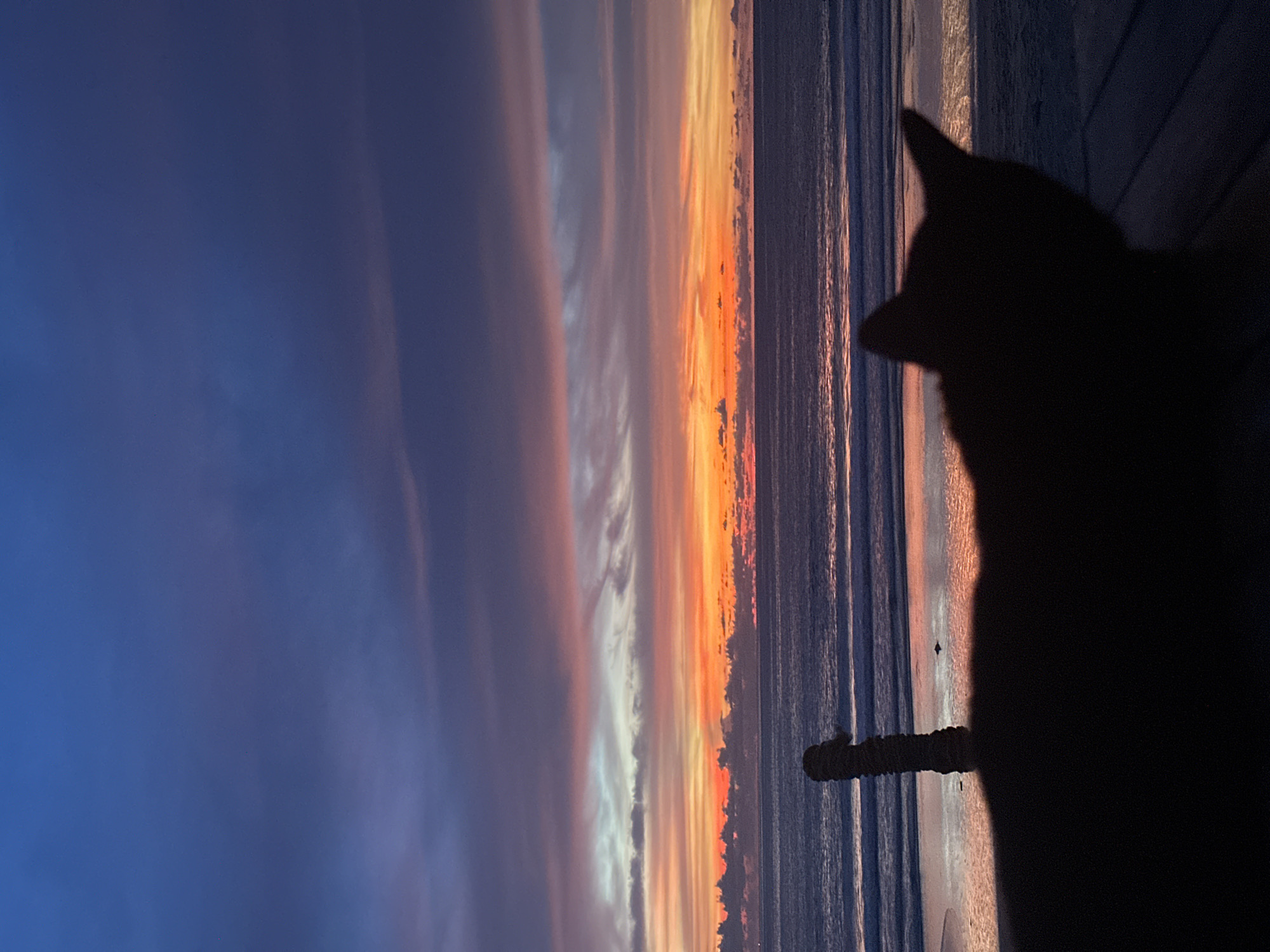 An outdoor, waist-up, silhouette shot captures a cat lying on a dark surface, likely a deck or patio, looking out at a vibrant sunset over the ocean. The sky transitions from deep blue at the top to vibrant oranges, pinks, and purples as it nears the horizon, with thin clouds streaking across. The ocean is calm, reflecting the colors of the sunset. In the foreground, a tall, dark, cylindrical object, possibly a piece of driftwood or a weathered post, stands near the cat on the beach. The scene is devoid of people.
