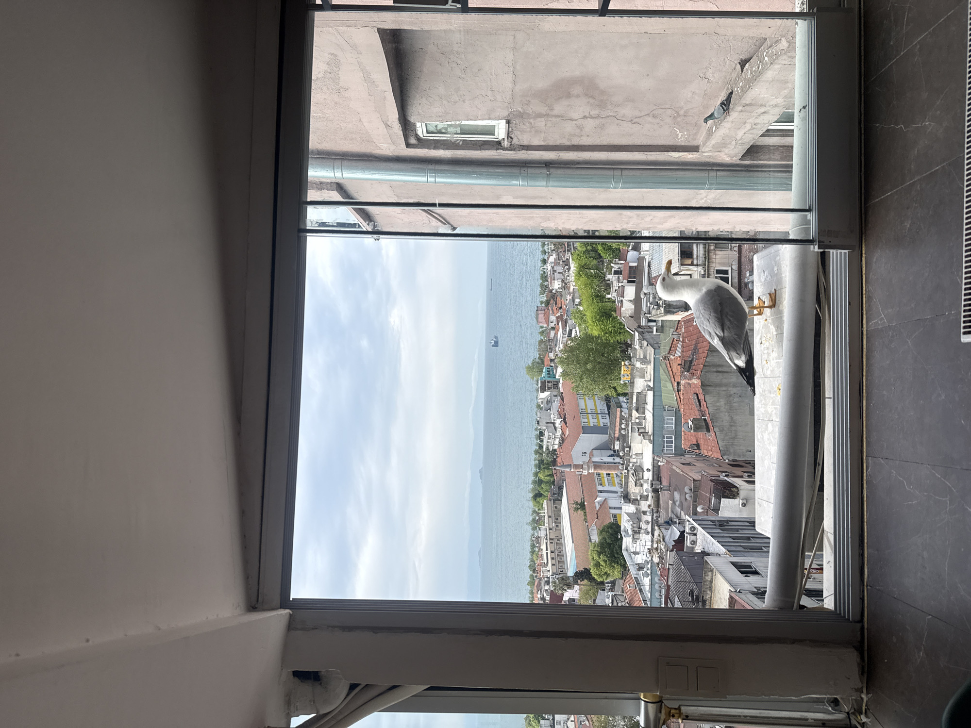 The image shows a cityscape with a body of water in the distance, viewed through an open window. A seagull stands on the window ledge outside. The cityscape includes buildings with red roofs, trees, and various structures. The water appears to be an ocean or a large bay, with ships visible on the horizon. The sky is overcast. A pigeon stands on the ledge above the window.