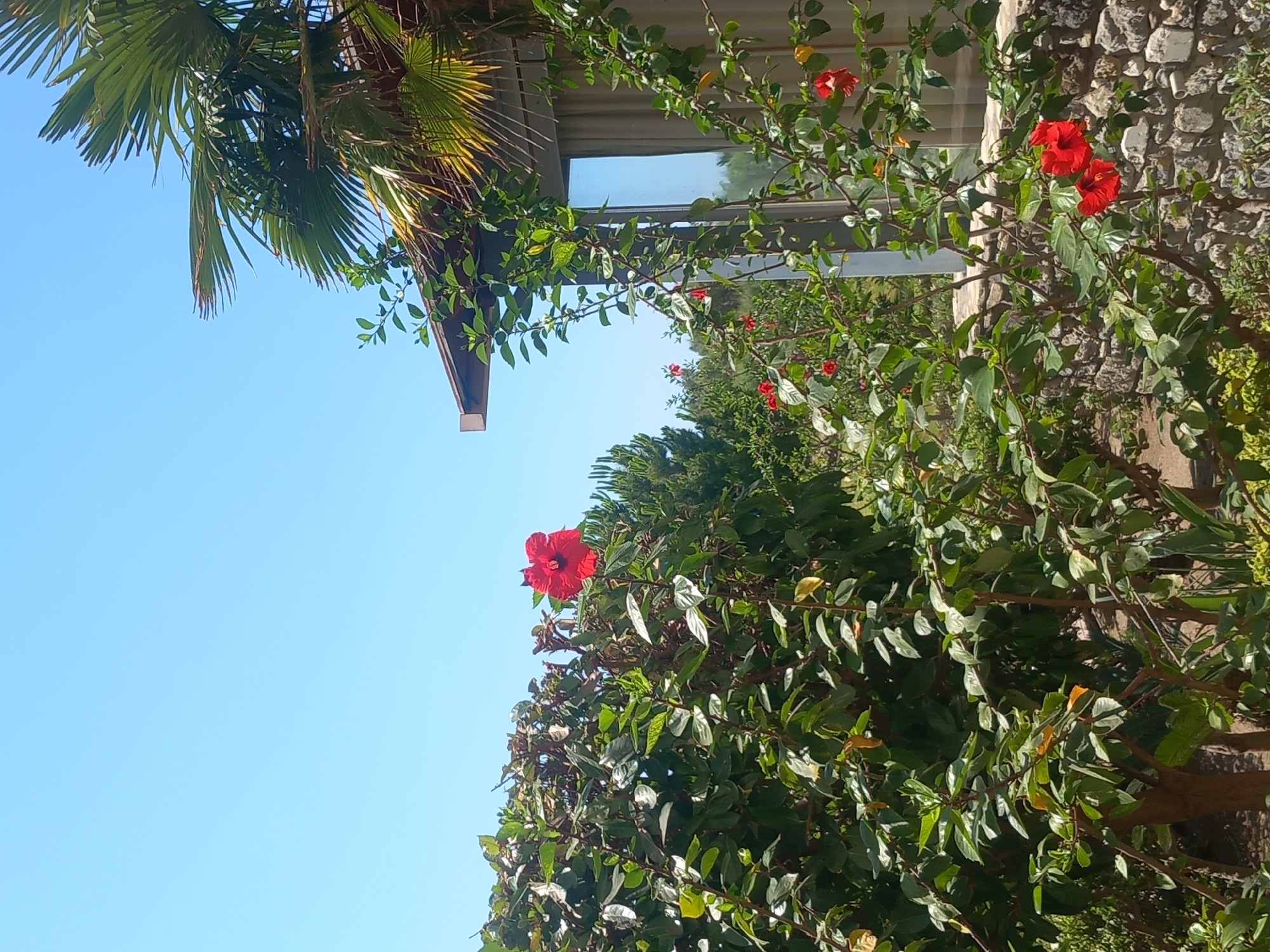 A medium shot captures a bright, sunny day in Kos, Greece, with a clear blue sky overhead. In the foreground, lush green foliage and branches of a hibiscus bush are prominent, with several vibrant red hibiscus flowers in bloom. Some of the leaves appear yellowed, indicating maturity or the effects of the sun. To the right, a section of a building is visible, featuring a portion of a roof overhang and a large window reflecting the surroundings. A palm frond from a nearby palm tree drapes over the roof. Behind the hibiscus bush, other greenery and trees can be seen, including some darker green coniferous trees in the background. A low stone wall runs horizontally across the middle ground, partially obscured by the plants. The overall scene suggests an outdoor setting, possibly a garden or a courtyard, associated with a residential or hospitality property in a warm climate.