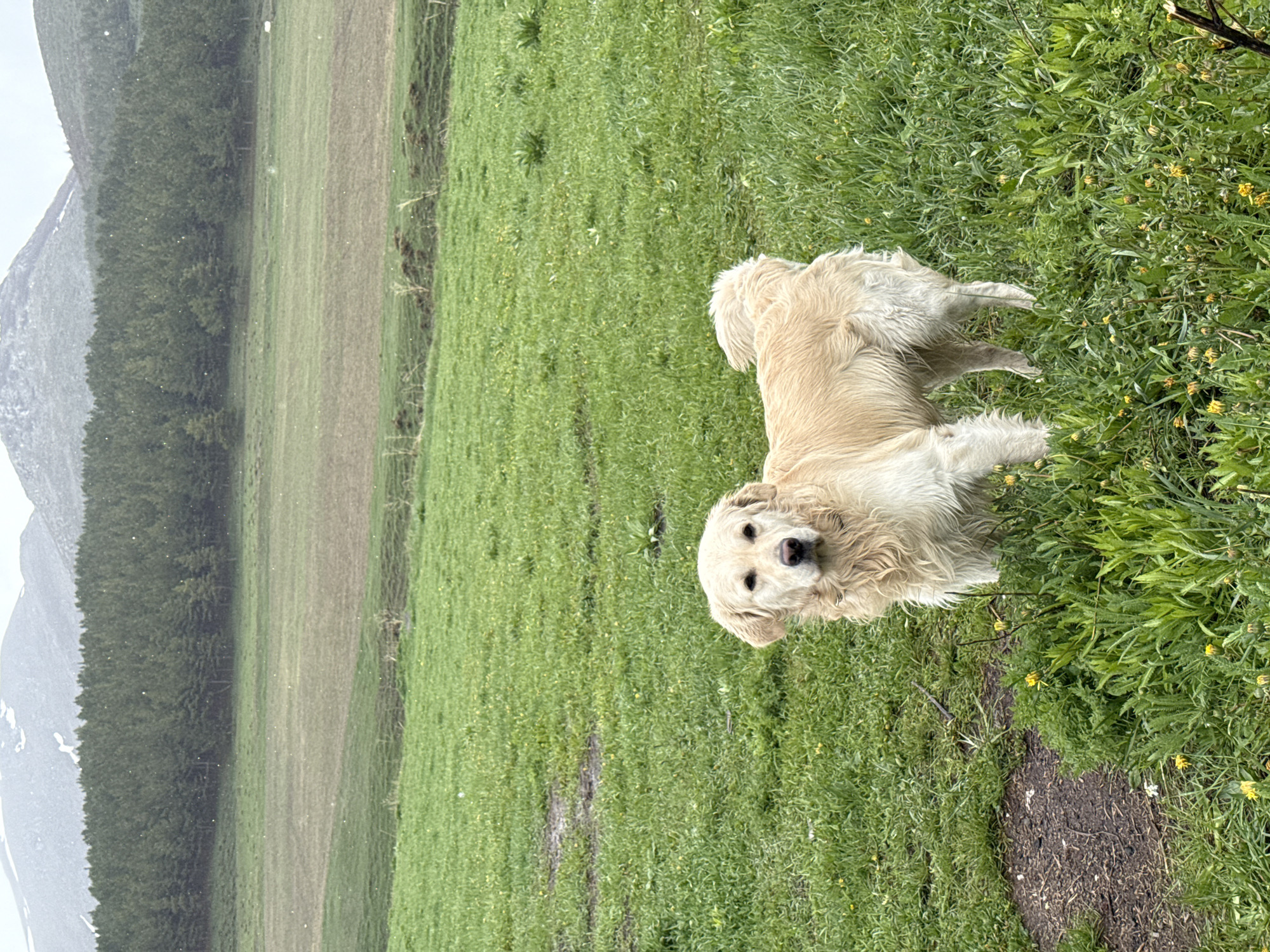 A medium-sized, light golden-colored dog is standing in a grassy field. The field appears to be in a mountainous region, with trees visible in the background, partially obscured by fog. The location is near Aparan, Armenia.