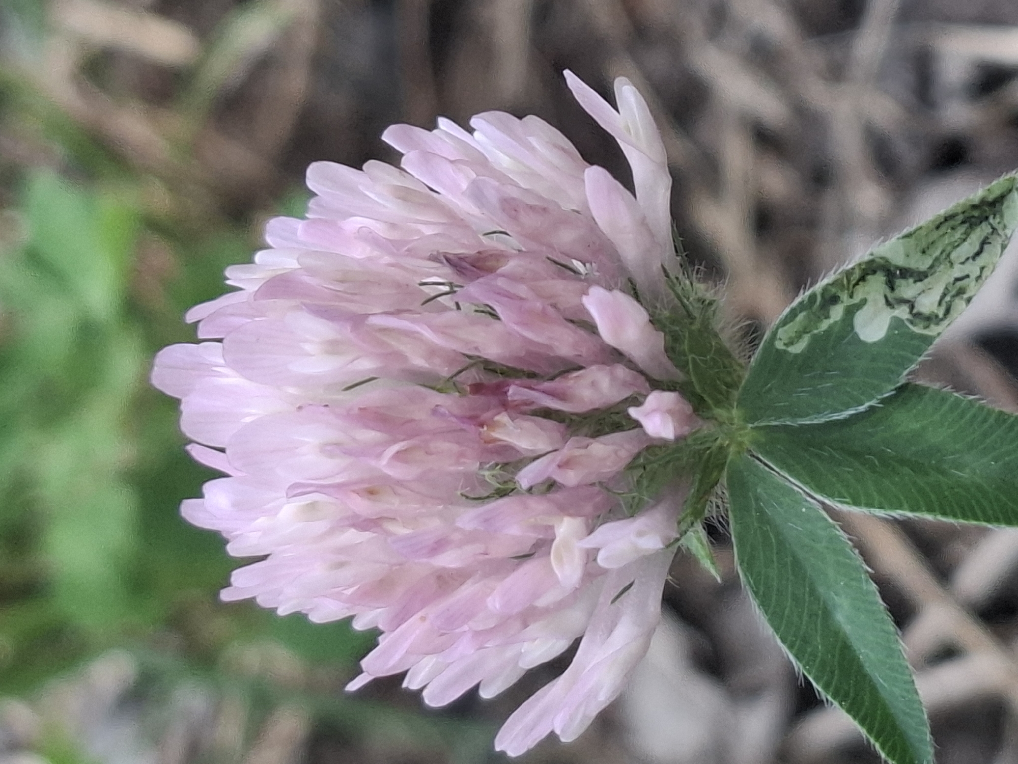 The image shows a close-up of a pink clover flower with green leaves. The background is blurred, with hints of green foliage and brown ground cover. There are no people or buildings visible in the image. The image appears to be taken outdoors in a natural setting. It is not possible to determine the location within Almaty, Kazakhstan from the provided image.