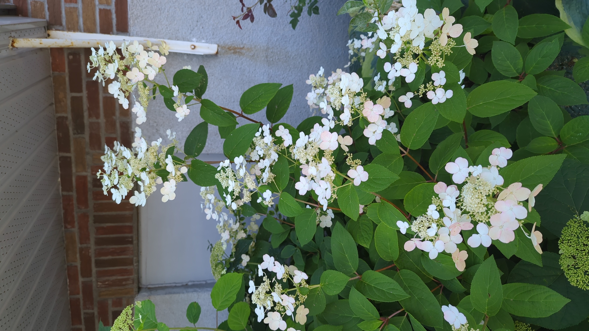 An exterior medium shot shows a flowering shrub with clusters of small white and pale pink blossoms against a backdrop of a brick wall and a grey stucco wall. The shrub has large, dark green leaves and is positioned in front of a building. The flowers are arranged in cone-shaped panicles, with some blooms opening and others still developing. The lighting suggests it is daytime. The scene appears to be an urban setting, possibly a residential or commercial area, with the building elements indicating a constructed environment. There are no people or animals visible in the image. The overall impression is one of a garden or landscaping feature.