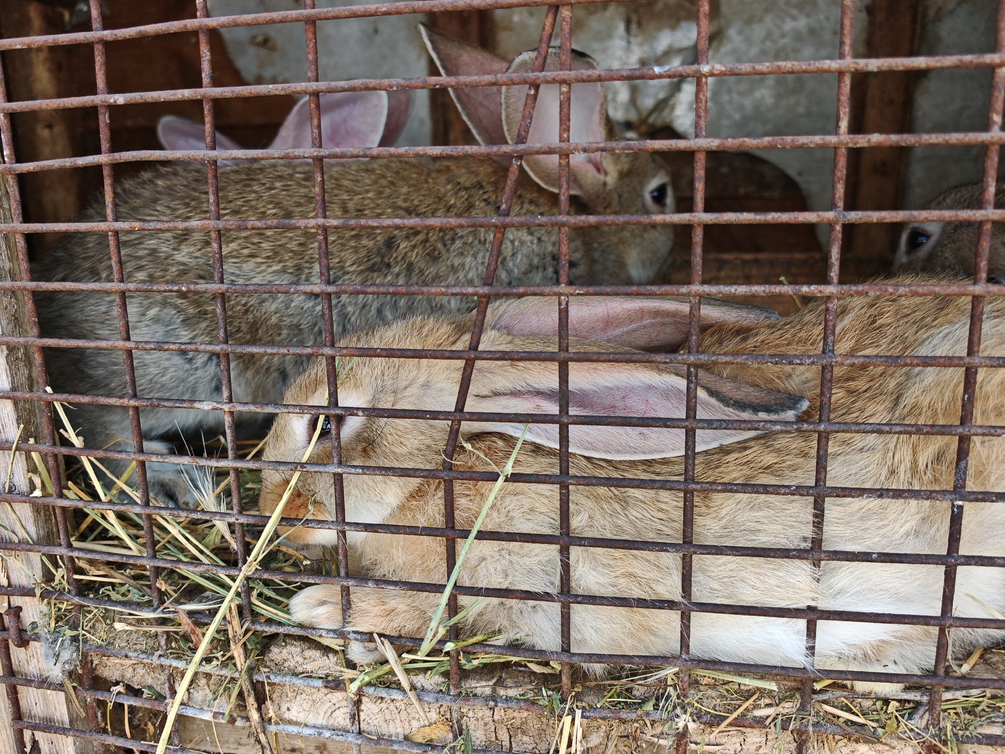 Three rabbits are confined in a rusty wire cage. The cage contains scattered hay. The location is Hadjidimitrovo, Bulgaria.