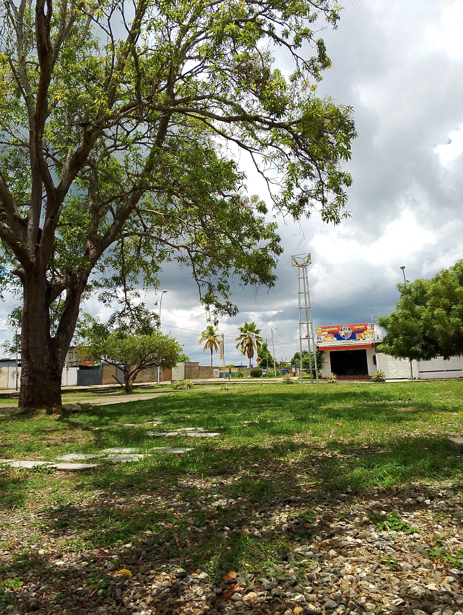 This media file presents an outdoor scene, likely a park or common area in San Carlos, Venezuela, under a heavily clouded sky. The dominant feature is a large, mature tree with a thick trunk and a dense canopy of green leaves, positioned on the left side of the frame and casting shadows over the ground.
The foreground consists of an uneven mix of short green grass and an expanse of small, light-colored gravel, interspersed with dried leaves. Partially visible concrete stepping stones or a pathway cut through the grassy area.
In the mid-ground, a grassy lawn extends, dotted with smaller trees and shrubs. Towards the right, a white building with a prominent red and blue sign is visible. The sign clearly displays the Spanish words "CHARCUTERIA" (Delicatessen) and "VIVERES" (Groceries), with "La Economia" and an image of a vehicle also present, indicating a local store. Adjacent to this building stands a tall, slender metal structure, possibly a watchtower or light pole, with a platform at its apex. In the background, scattered buildings, a streetlight, and two palm trees are discernible.
The weather is overcast, with dense, grey clouds covering most of the sky, suggesting a cloudy day or impending rain. No people are present, lending a serene and quiet atmosphere to the scene. The time of day appears to be daylight, with diffused light due to the cloud cover.