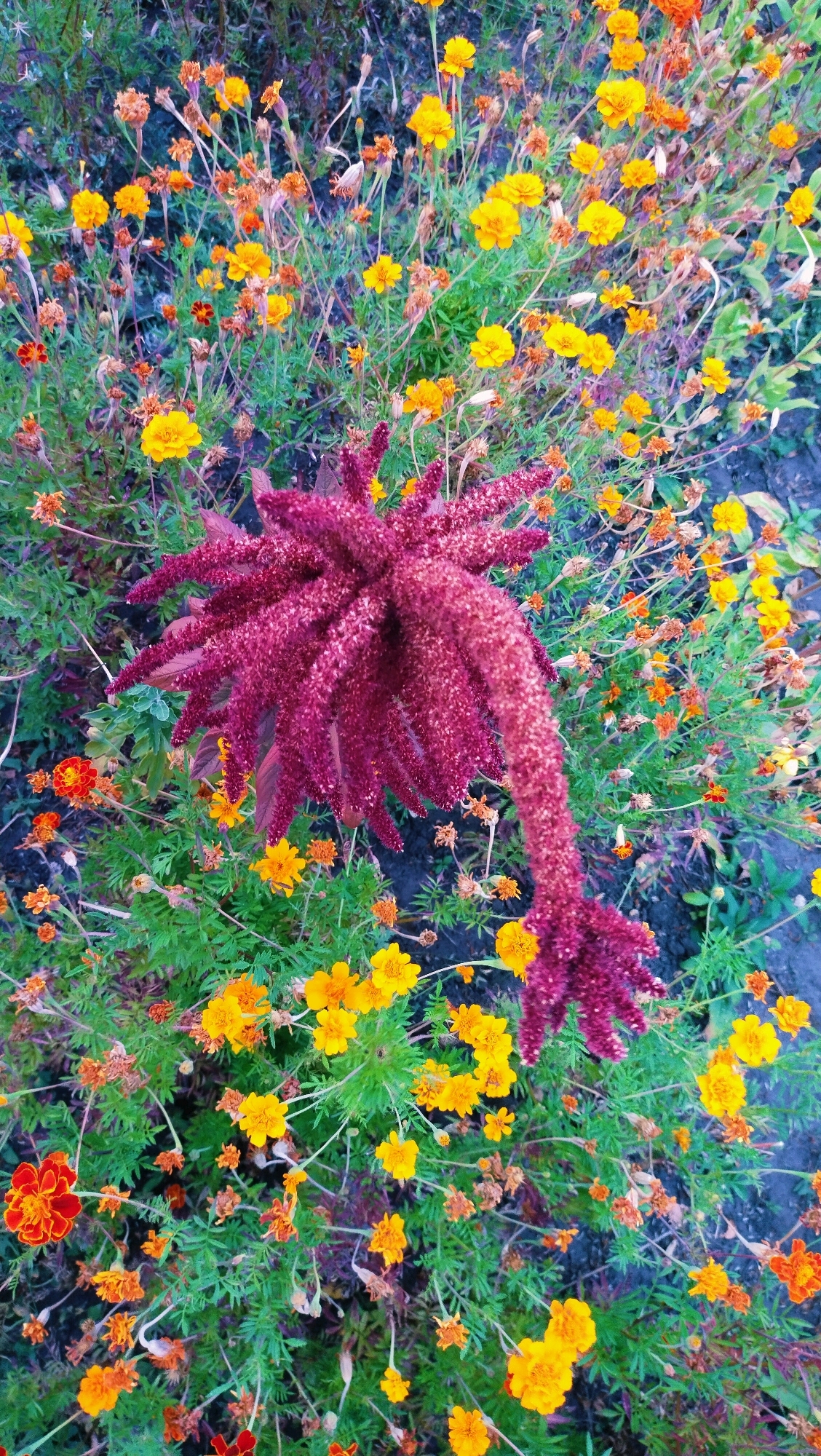 The image displays a close-up, overhead view of a flowerbed filled with marigolds and a large, crimson amaranth bloom. The marigolds are predominantly yellow and orange, with some dried or wilting blossoms visible among the greenery. The amaranth is the largest subject, with its characteristic plume-like shape and deep red, fuzzy texture. The background consists of dark soil and green foliage. The scene appears to be an outdoor garden, likely located in Horishni Plavni, Ukraine, as indicated by the prompt. No people or animals are present. The lighting suggests it may be daytime, possibly under overcast skies, given the diffused light and lack of harsh shadows.