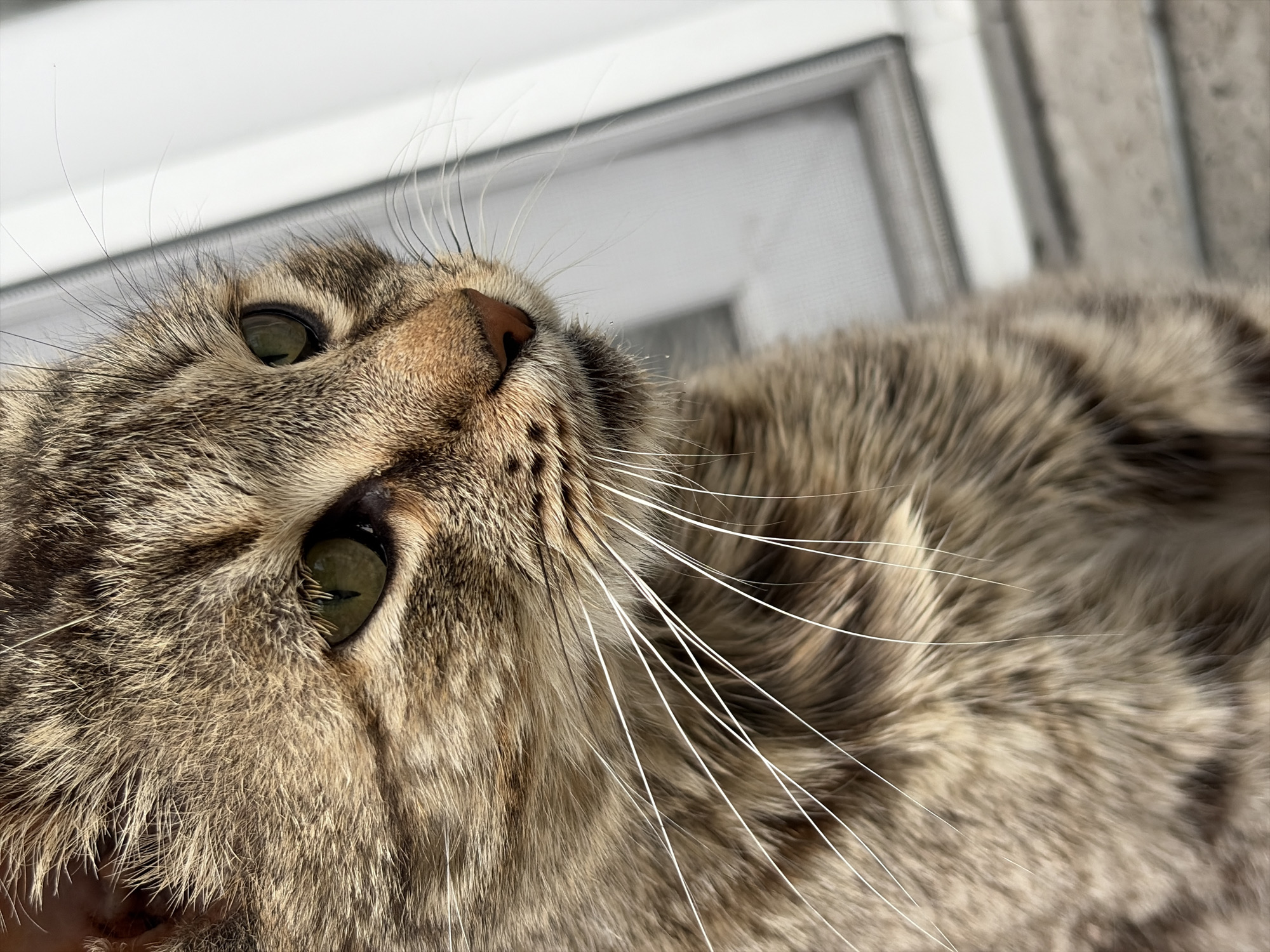 A close-up photograph captures a domestic cat with tabby markings, its face oriented towards the upper left corner of the frame. The cat's green eyes are visible, along with its pink nose and numerous white whiskers. The cat's fur appears to be a mix of brown and gray tones. The background consists of a white frame or window, with a gray wall visible in the upper right corner. The location is Unknown, Unknown.