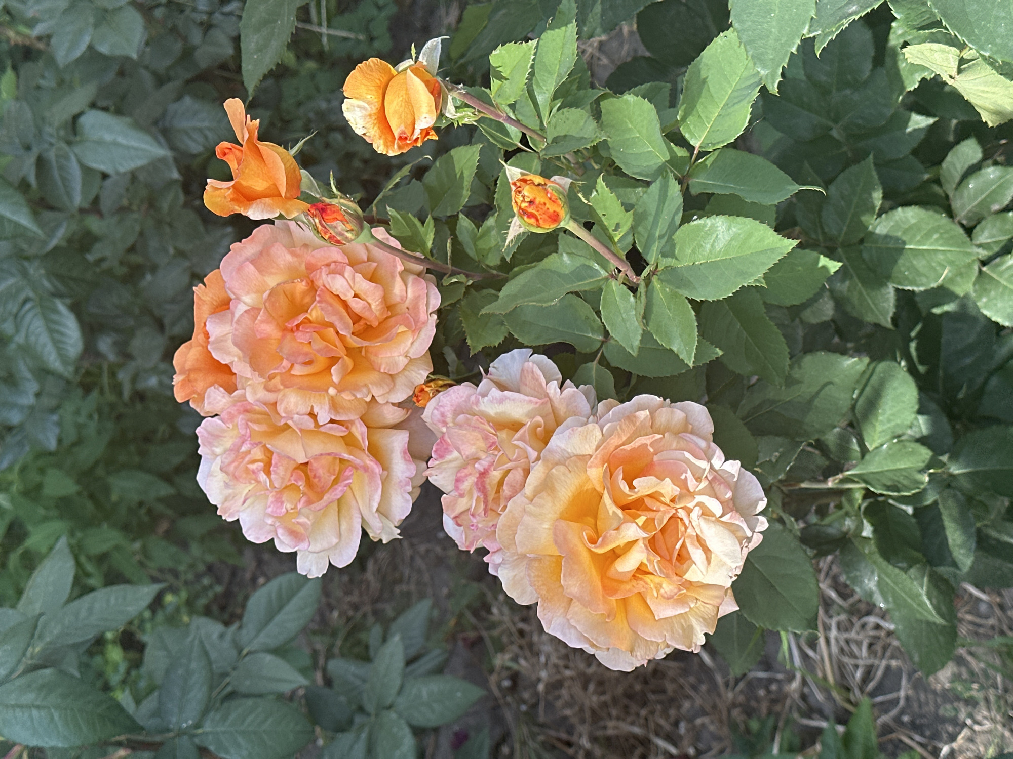 In an outdoor environment, a cluster of vibrant peach and orange roses blooms, some fully open and others in bud. The roses are surrounded by lush green foliage. The ground beneath the plants is covered with dry grass and soil. The lighting suggests a sunny day, casting gentle shadows. No people or animals are present. The scene is located in an unspecified garden.