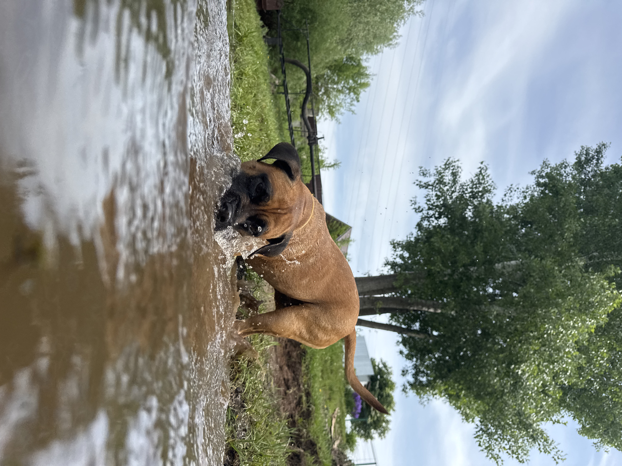 A brown dog is standing in muddy water at an outdoor location. The dog has black ears and muzzle and is partially submerged in the water. There is grass and trees in the background with a fence and cloudy skies overhead. I cannot identify the city.
