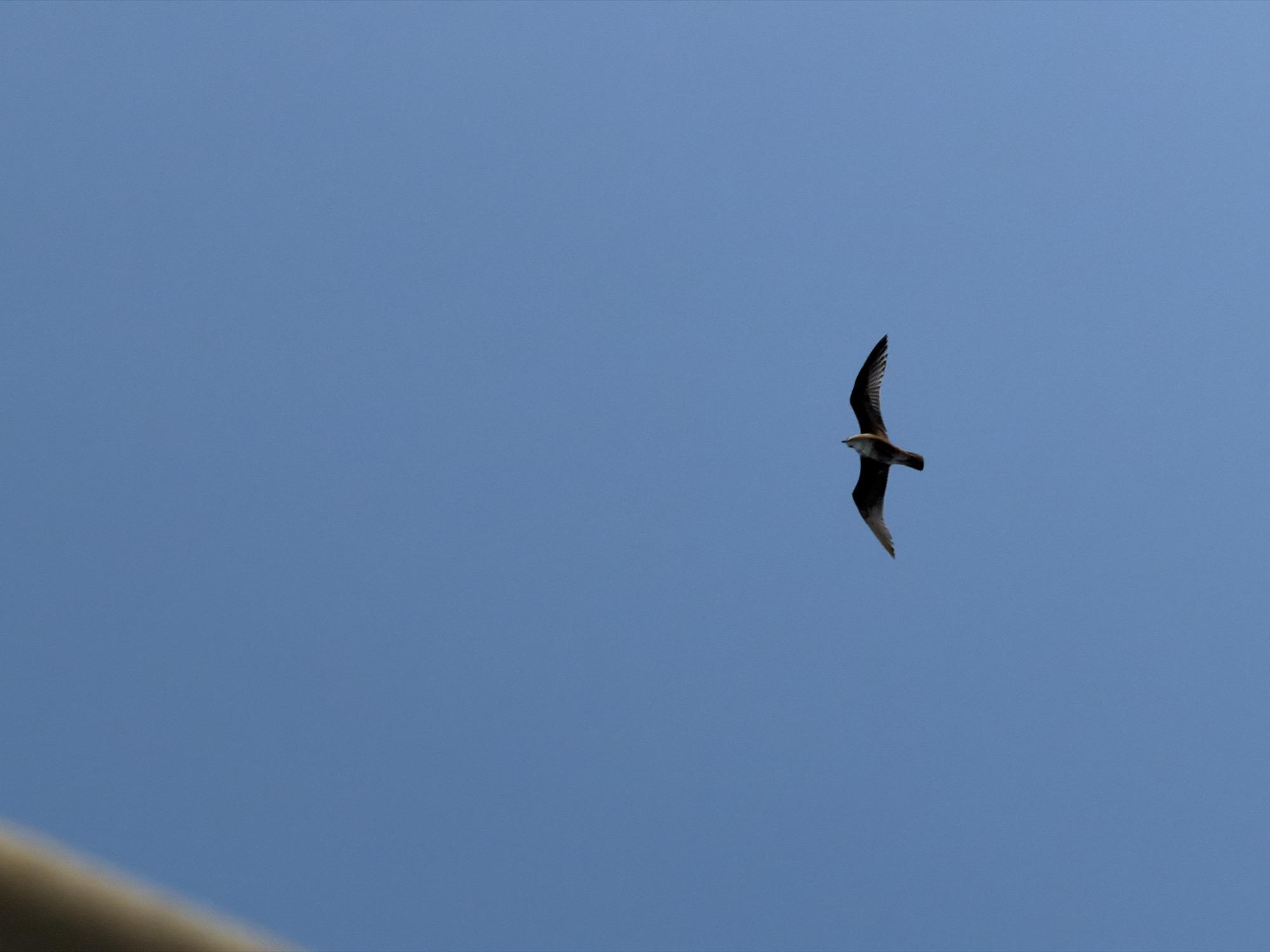 A bird flies against a solid blue sky. The bird is mostly brown with a light underside and is flying with its wings extended. A blurry tan object is in the bottom left corner.