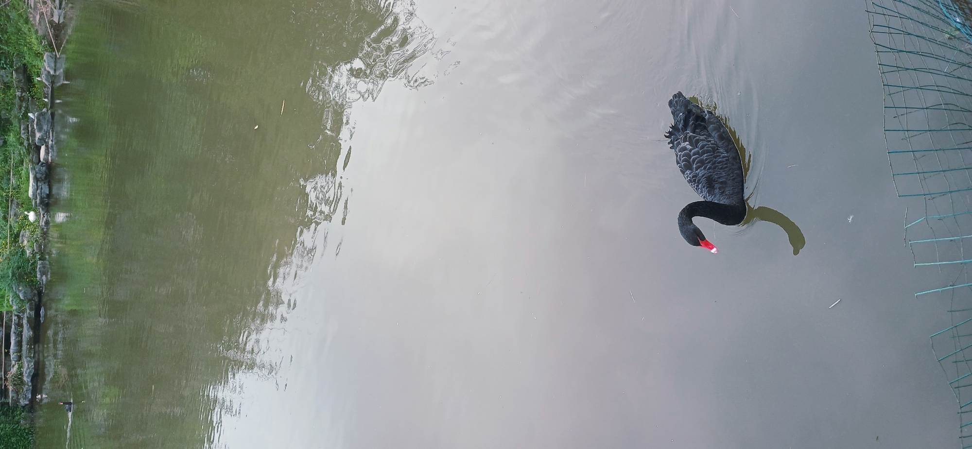 An elevated, slightly angled view captures a black swan gracefully swimming in a calm body of water within the Chongqing High-tech Zone, China. The swan, prominent in the right half of the frame, displays its characteristic black plumage, a long, elegant S-curved neck, and a striking red beak tipped with white. Its reflection is subtly visible beneath its neck.
The water surface reflects its surroundings; the left side of the pond is a murky green, mirroring the vegetated bank adorned with grey rocks. A small, faint white object, possibly another bird, is visible near the water's edge on the bank. Towards the center and right, the water transitions to a lighter, grayish-blue, indicating reflections of the sky or deeper areas. Gentle ripples texture the surface, suggesting calm conditions. Along the far right edge, a green mesh or net structure is partially visible, appearing to be a boundary or enclosure in the water. The scene is illuminated by soft, diffused daylight, contributing to a tranquil ambiance. No text is visible in the image.