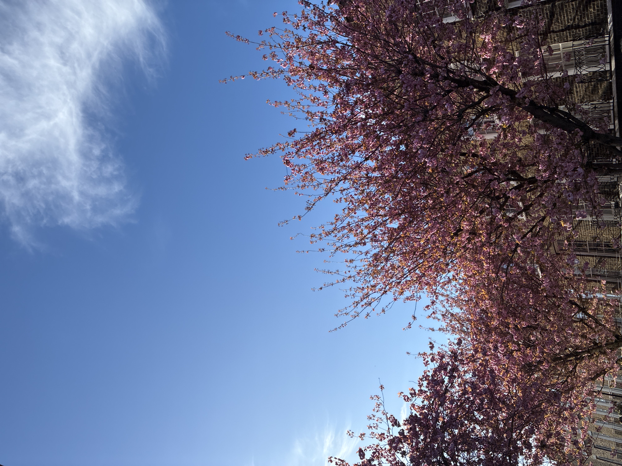 The image shows cherry trees in full bloom with pink blossoms, bordering a building with windows. The background is a bright blue sky with wispy white clouds. The location is likely London, United Kingdom, suggested by the type of building and trees commonly found in the city. There are no visible people, subjects, actions, or interactions. The focus is on the trees and their blossoms against the backdrop of the sky and architecture.
