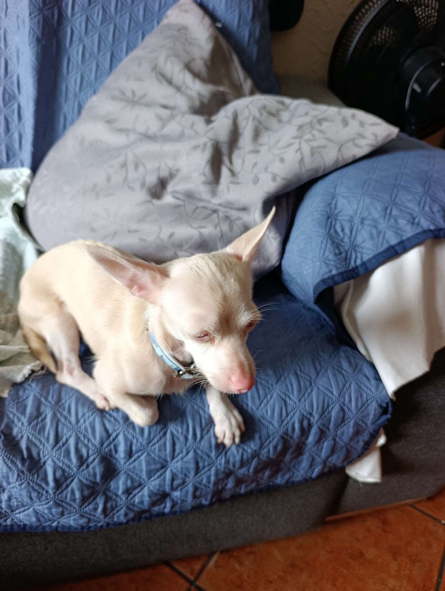 A small, light-colored dog with large ears is resting on a blue, quilted sofa. The dog wears a blue collar. The sofa is adorned with several pillows, one of which is light grey with a floral pattern. To the right of the dog, a black fan is partially visible. The scene appears to be indoors, possibly in a home. The image quality is adequate, allowing for clear identification of the main subjects. The lighting is natural, with shadows indicating the direction of the light source. No specific landmarks or identifiable features indicate a location within Setúbal, Portugal.