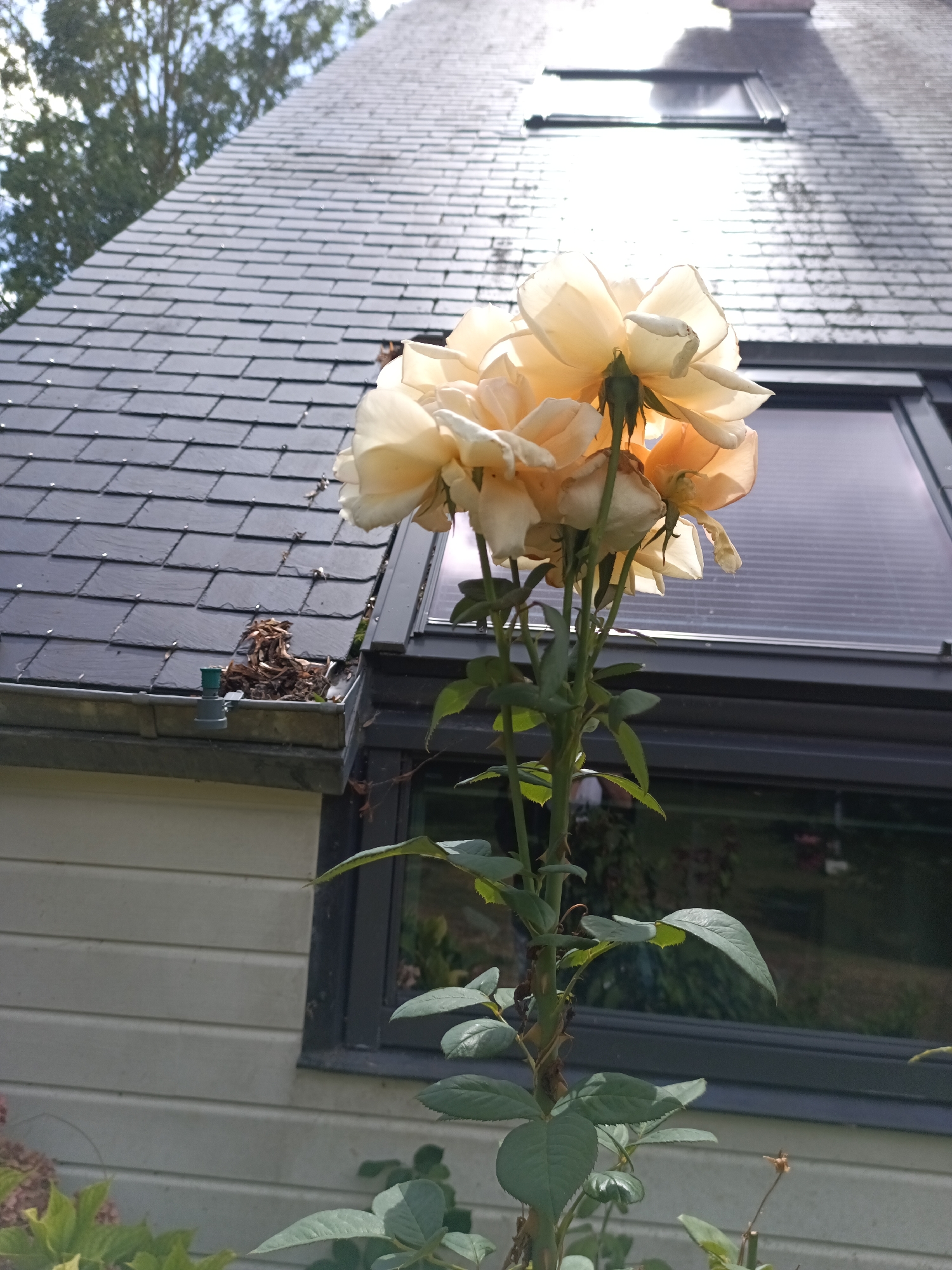 The image displays a close-up, low-angle shot of a cluster of light peach-colored roses in full bloom, with the sun illuminating them from behind, creating a translucent effect on the petals. The roses are positioned in the foreground, extending upwards towards a grey, slate-tiled roof of a building. Visible on the roof is a small accumulation of debris, possibly leaves and twigs, gathered near the gutter. A downspout with a green cap is also present. Behind the roses, a large window with horizontal blinds is integrated into the building's facade, and beyond that, a second, wider window reflects the surrounding greenery and sky. The building's siding is horizontal and light-colored. The image is captured outdoors, likely in a residential setting in Tourneville, France. No people are visible.