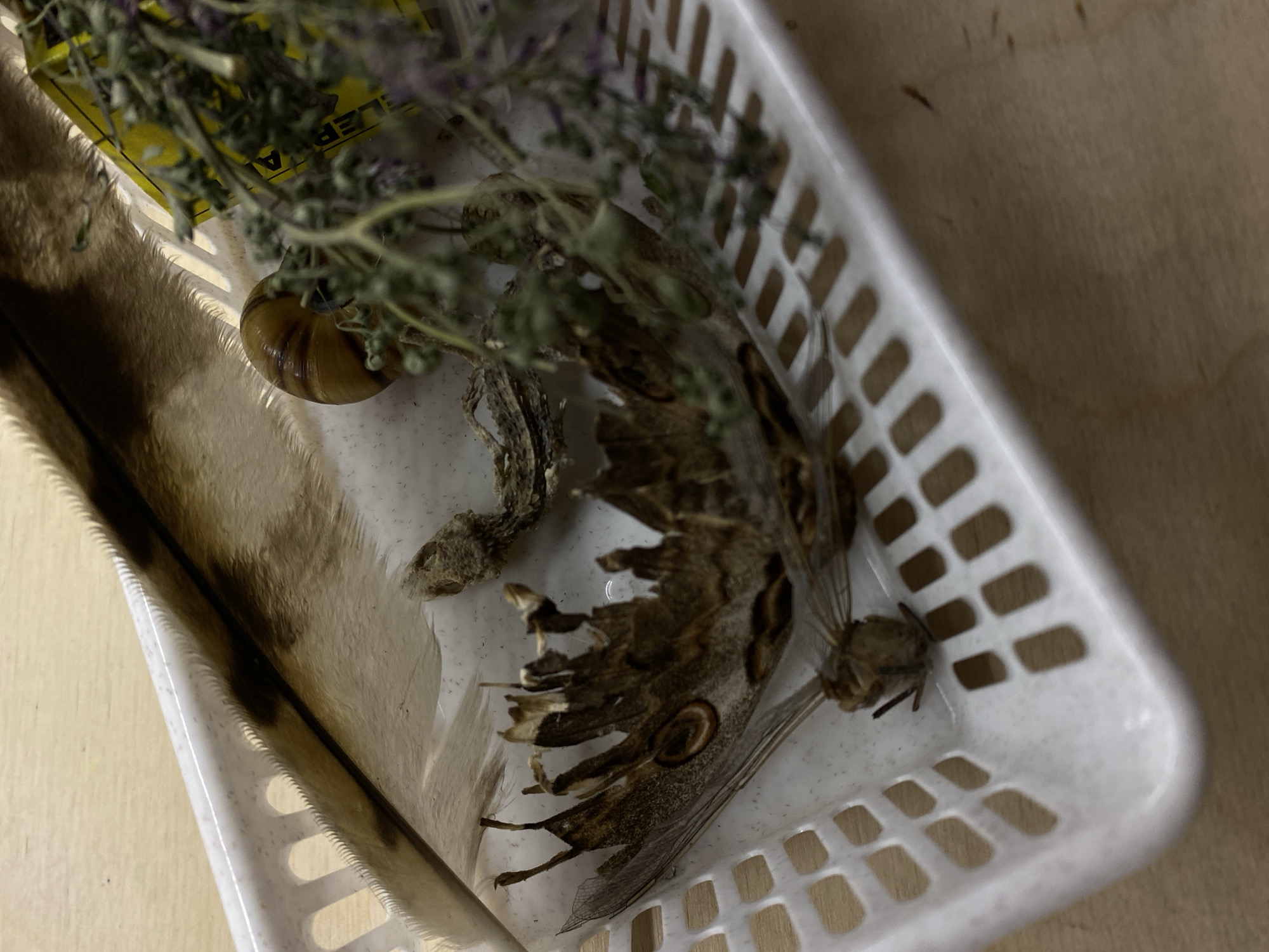 A white plastic basket contains a deceased moth, a snail, a feather, and dried lavender. The scene is likely indoors, set on a light brown surface. The location, Tbilisi, Georgia, is not directly discernible from the visual elements within the image.