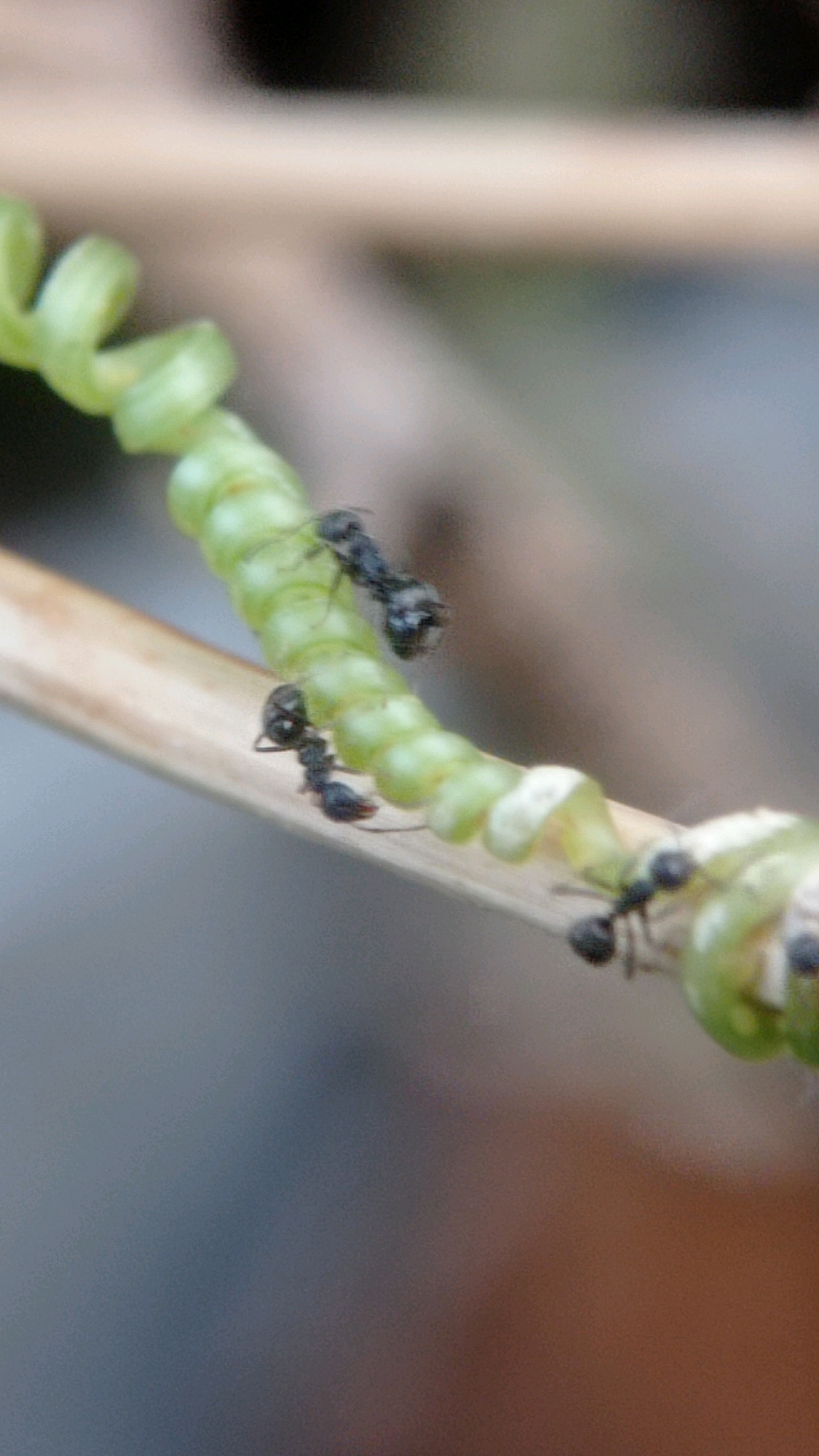 A macro photograph captures a cluster of ants navigating a spiraling green tendril, likely a plant shoot, which is supported by a dry, thin branch. The tendril exhibits a segmented structure, with each segment resembling a small, round bead. Several ants, small and black, are visible on the tendril and the supporting branch. One ant is positioned at the top of the tendril, facing downwards. Another ant is clinging to the underside of the tendril, its body parallel to the branch. A third ant is situated on the branch itself, slightly below the tendril, and appears to be moving upwards. Further along the tendril, additional ants can be seen, with one particularly noticeable near the right edge of the frame. The background is softly blurred, suggesting a natural outdoor environment. The scene is devoid of any human presence or urban elements, indicating it was captured in a natural or garden setting within Mulyoagung, Indonesia.