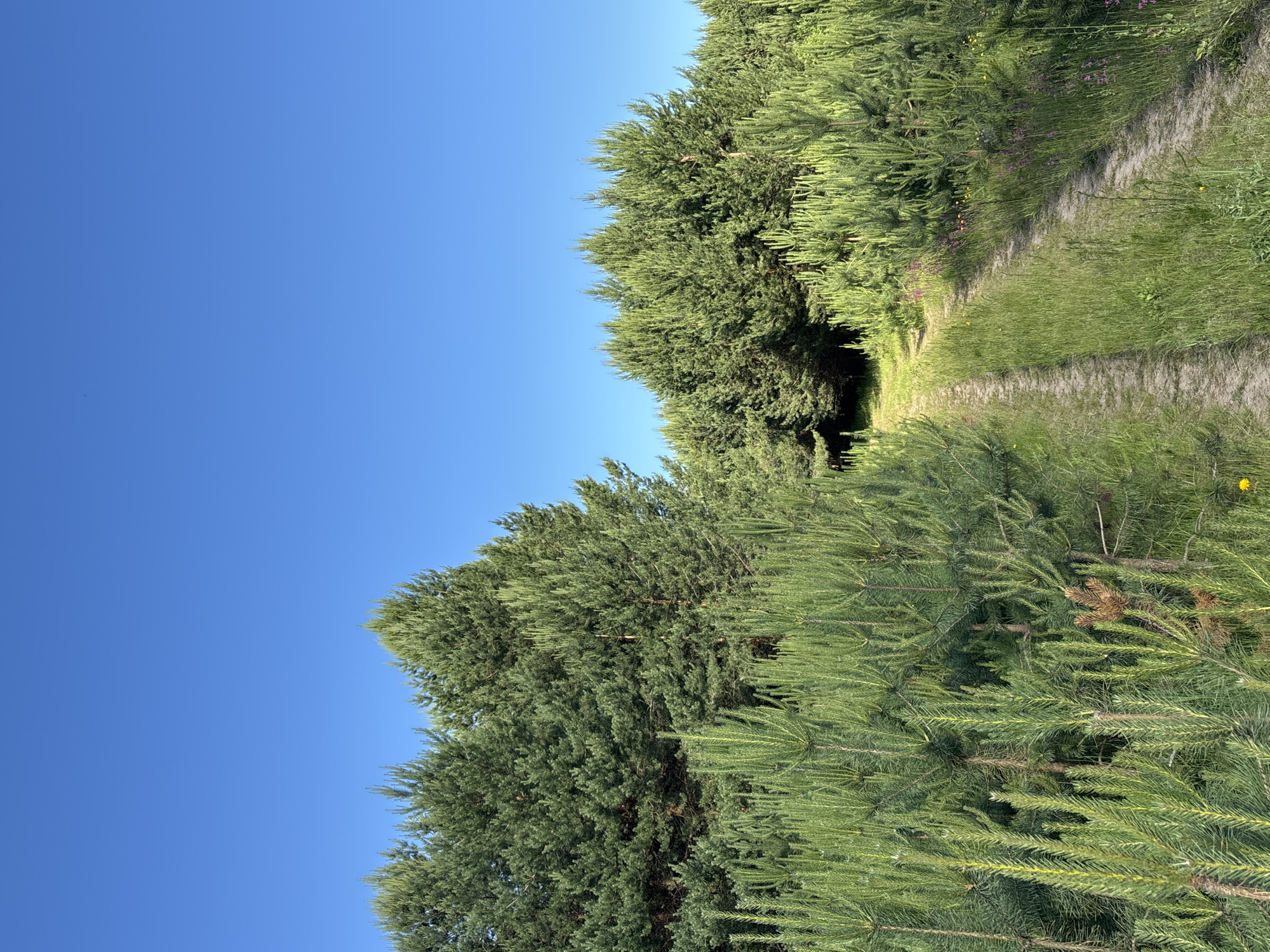 The image depicts a dirt road winding through a dense forest of pine trees under a clear blue sky. The road is flanked by lush green grass and wildflowers. The forest appears to be a mixture of mature trees and younger saplings, with some areas of dense undergrowth. The scene conveys a sense of natural beauty and tranquility, characteristic of the outskirts of Chaikovsky, Russia, which is known for its extensive natural landscapes and proximity to the Kama River.
