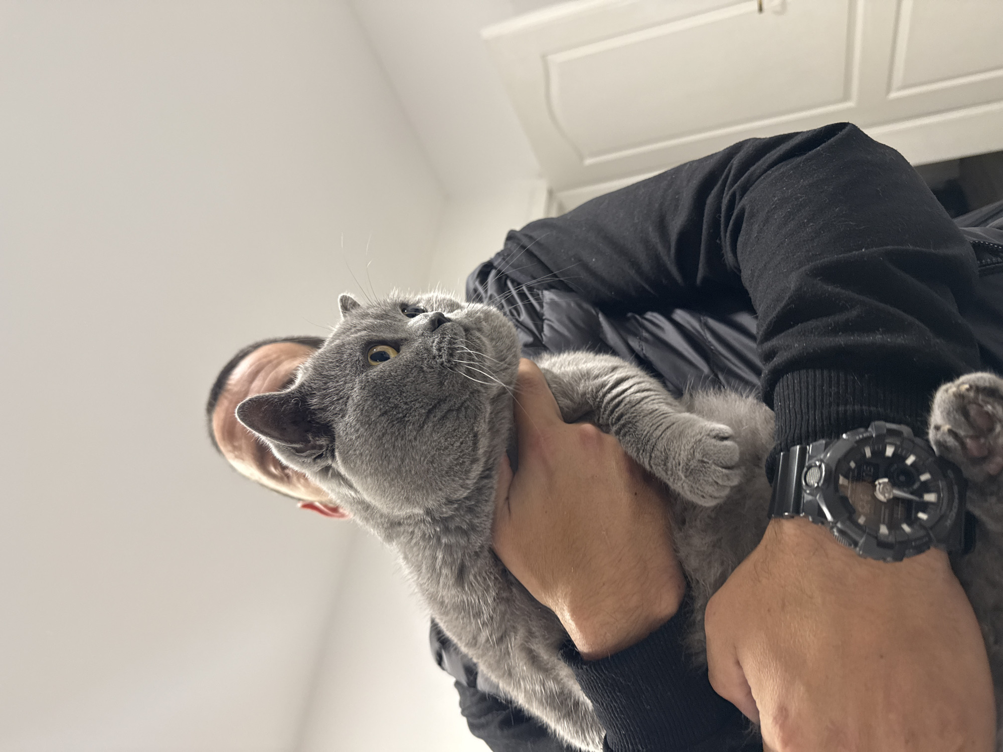 A low-angle shot depicts a person holding a gray cat. The person, wearing a black jacket and a large black wristwatch, has their hand around the cat's chest. The cat, with yellow eyes, is looking upwards. The background is a plain white wall with a slight indication of a door frame. It is impossible to determine the location within Varna, Bulgaria, from the image.