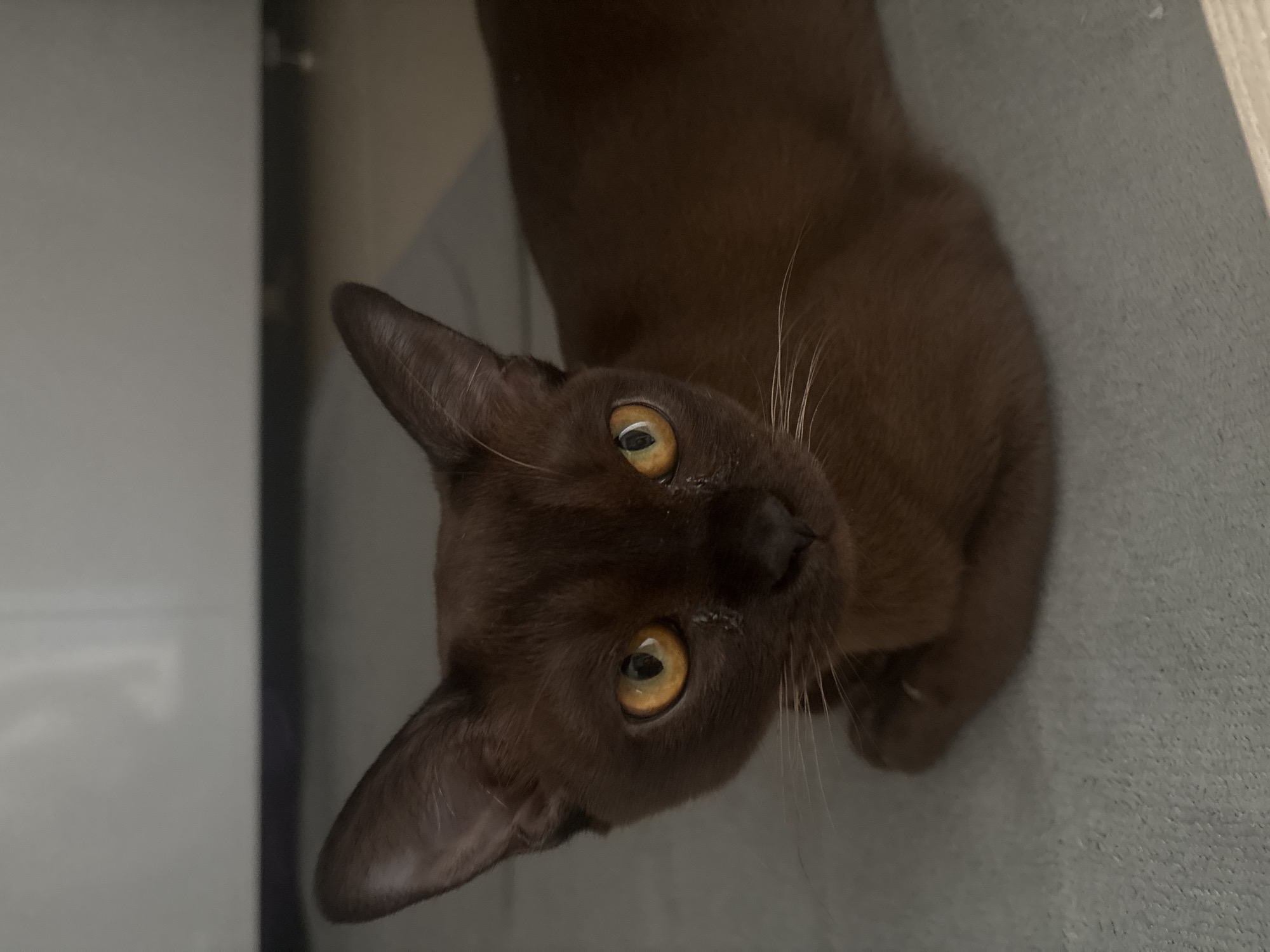A close-up, eye-level shot shows a chocolate brown cat with large, golden-yellow eyes. The cat is lying down, with its paws tucked beneath its chest, and is looking directly at the camera. Its ears are pointed upwards, and its whiskers are visible. The cat's fur is smooth and sleek. The background is out of focus, with a light-colored wall and a darker strip of what appears to be furniture or flooring visible behind the cat. The cat is resting on a light gray textured surface. This image does not contain any recognizable landmarks or details that would allow for identification of the city of Kemerovo, Russia.