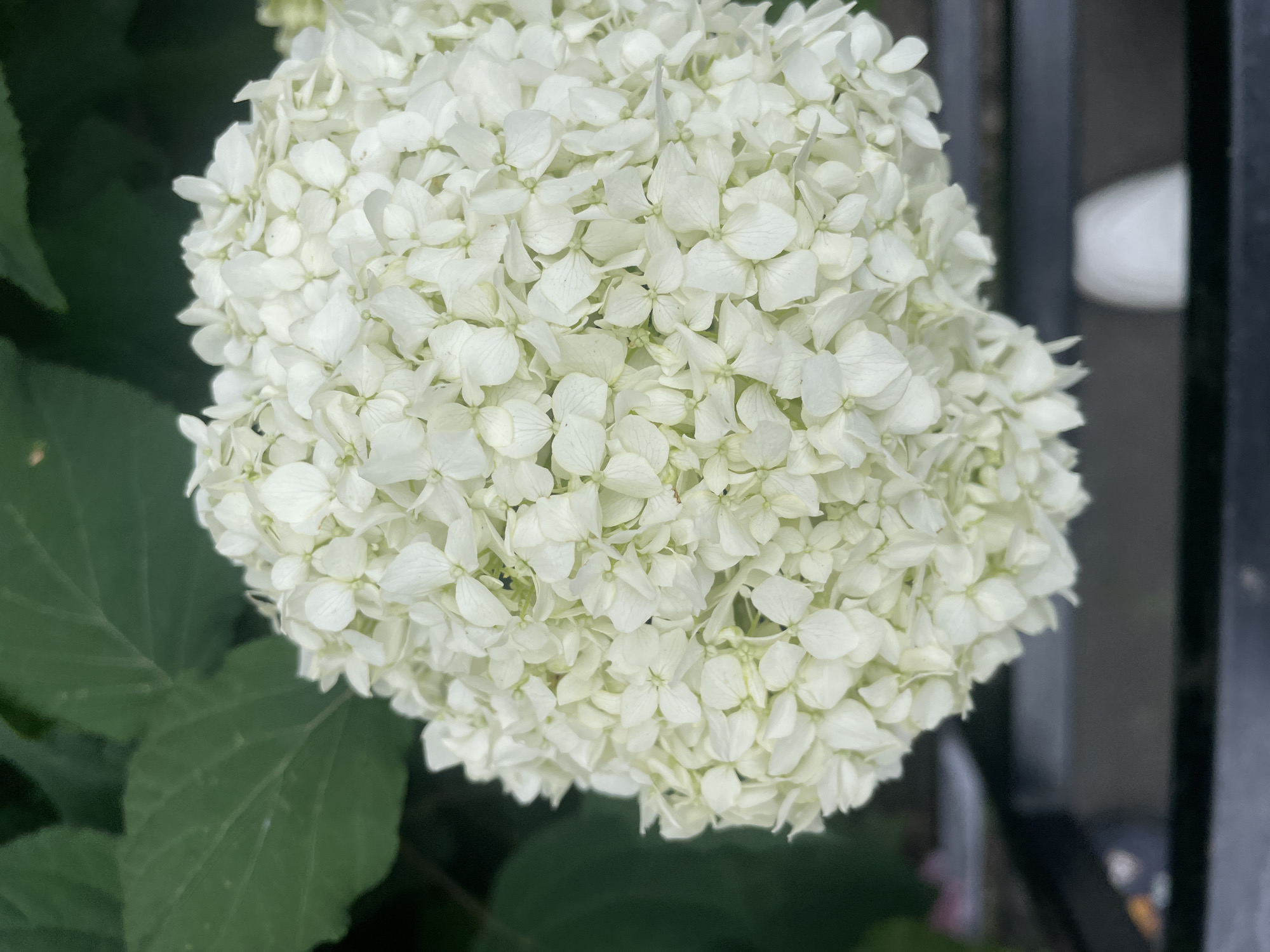 The image is a close-up, eye-level shot of a white hydrangea flower. The flower is spherical and densely packed with numerous small, individual white petals. To the left of the flower, dark green leaves are visible, some of which are in focus while others are blurred. The lower portion of the image shows a blurred background that includes dark surfaces, possibly a bench or railing, and a blurred white object that appears to be a shoe. The lighting suggests it is daytime, with soft shadows indicating diffused light. The scene is outdoors, with the hydrangea appearing to be part of a garden or planted area. No specific location in Saint Petersburg, Russia, can be determined from the image alone.