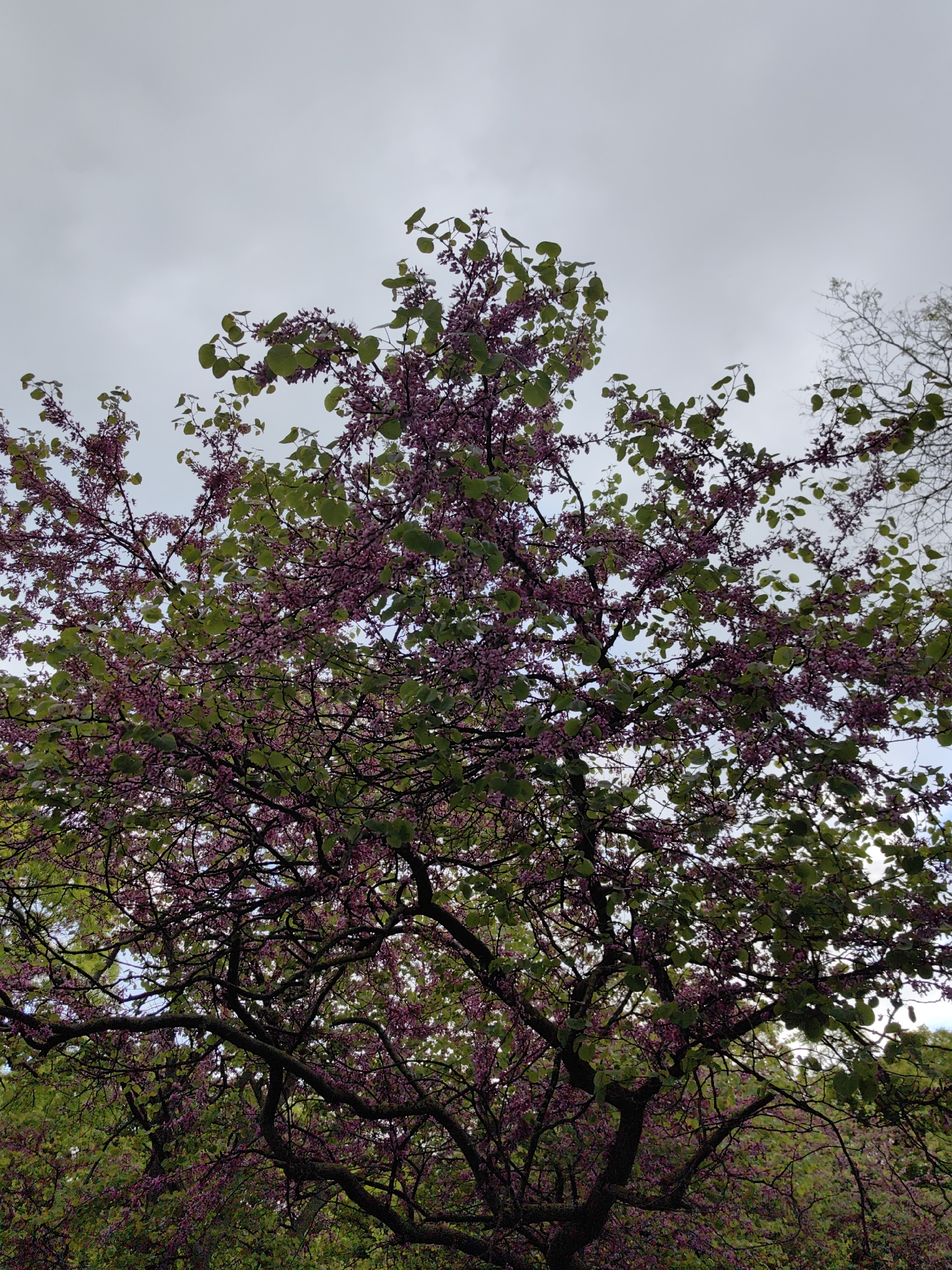 The image depicts a flowering tree, possibly a redbud, in full bloom with pink blossoms and green leaves. The tree has multiple thick branches. The sky is overcast with gray clouds. The location of the tree is in Varna, Bulgaria.
